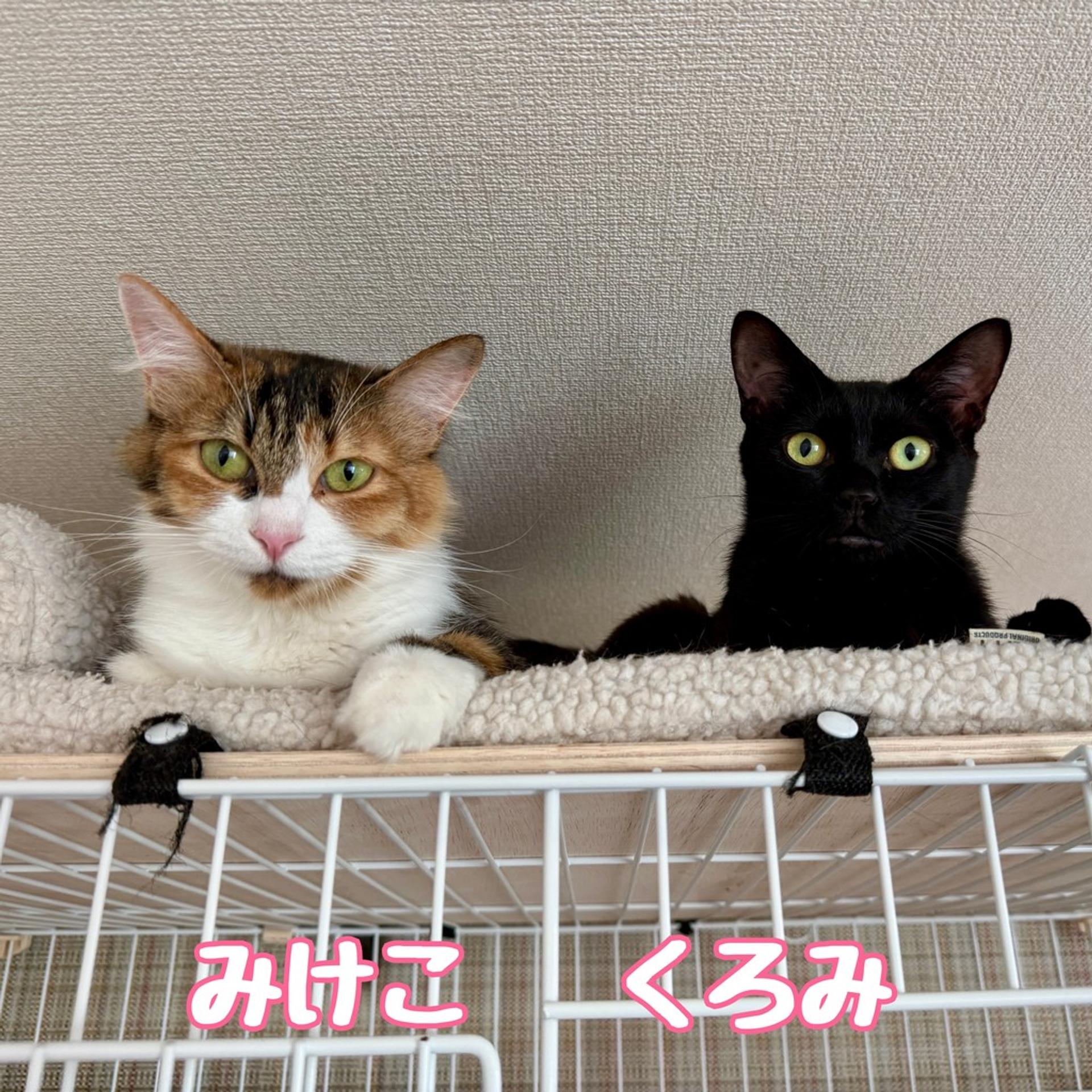 pet-image-4