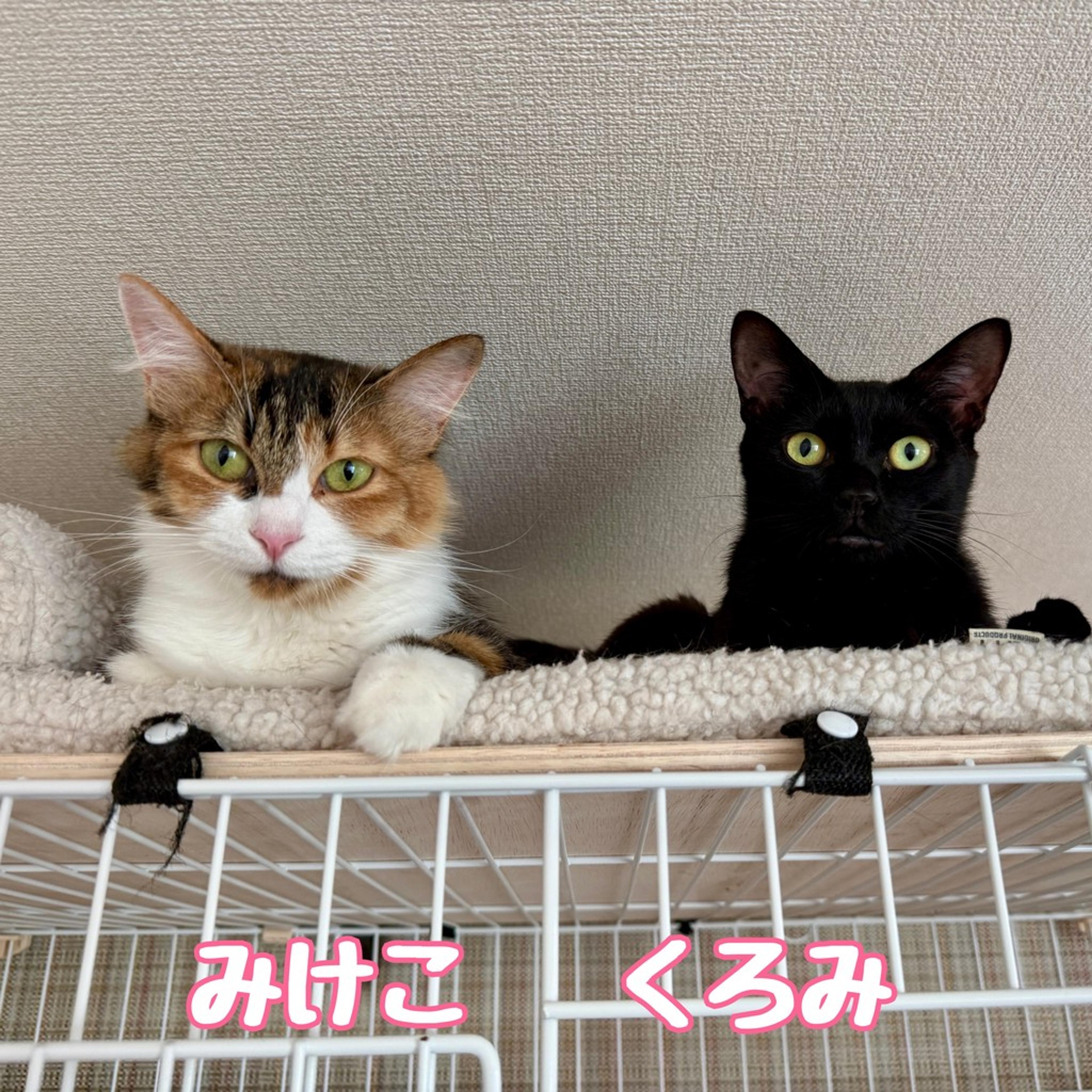 pet-image-4