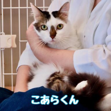 こあらの写真