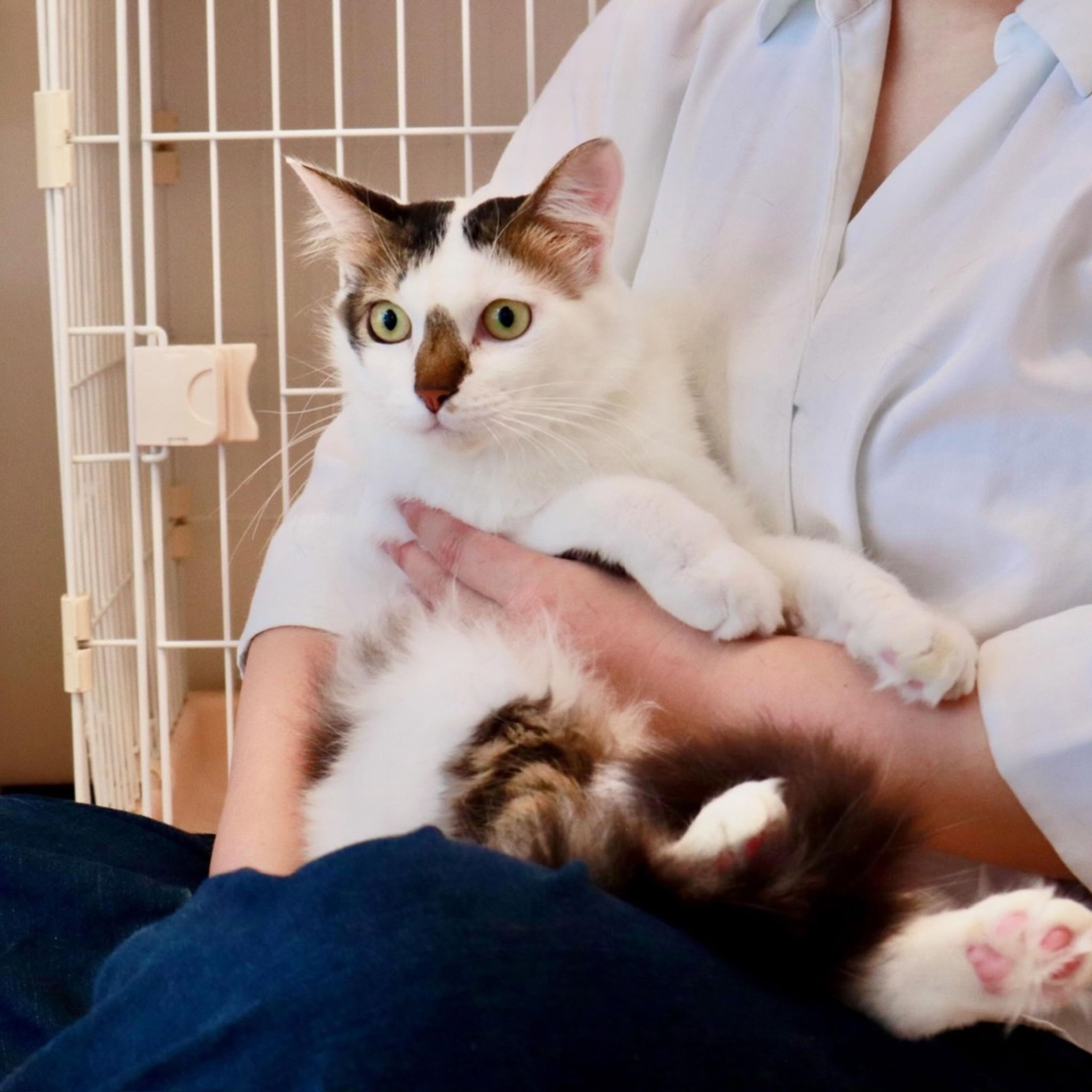 pet-image-2