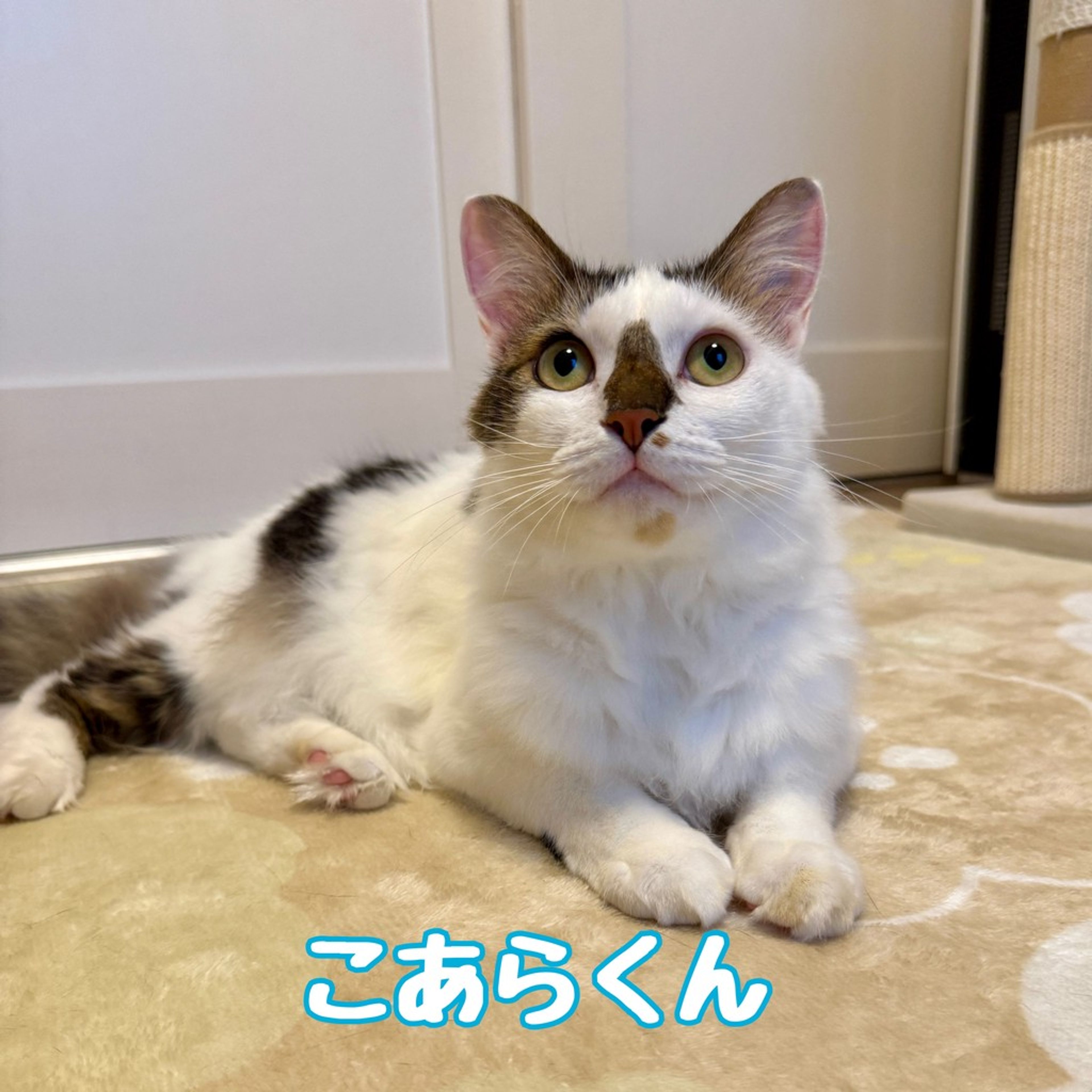 雑種（ミックス猫）・オスの里親募集の写真