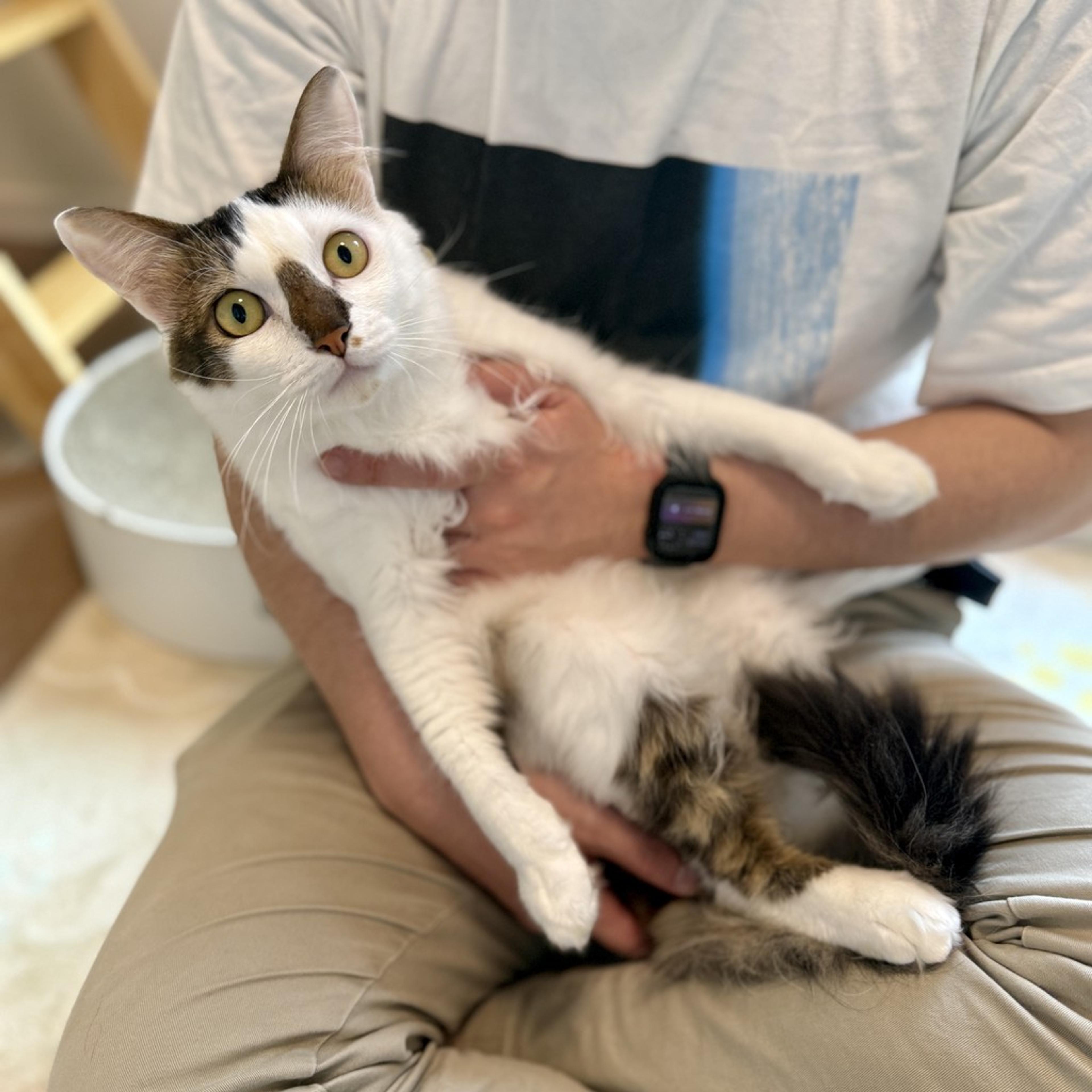 pet-image-2