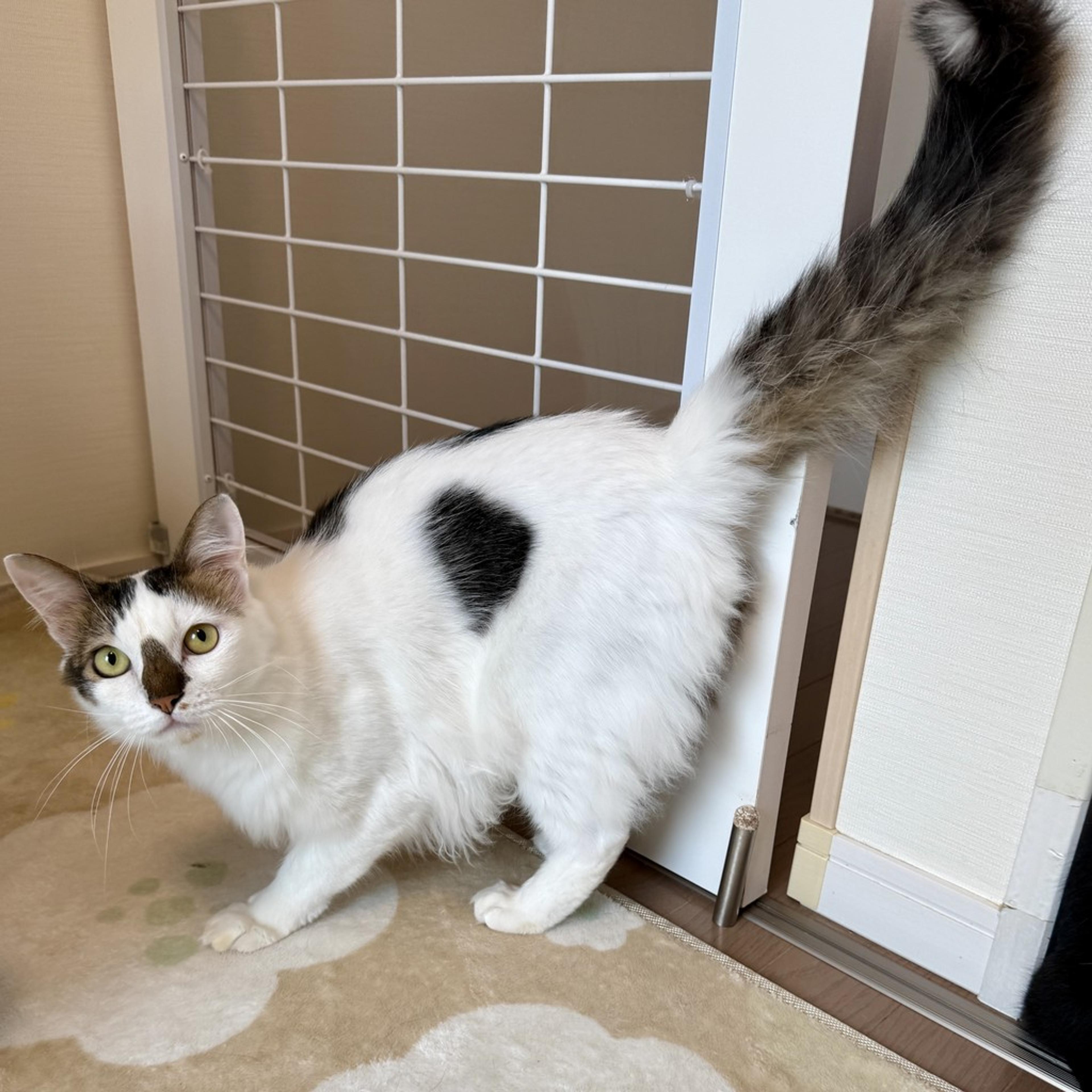 pet-image-3