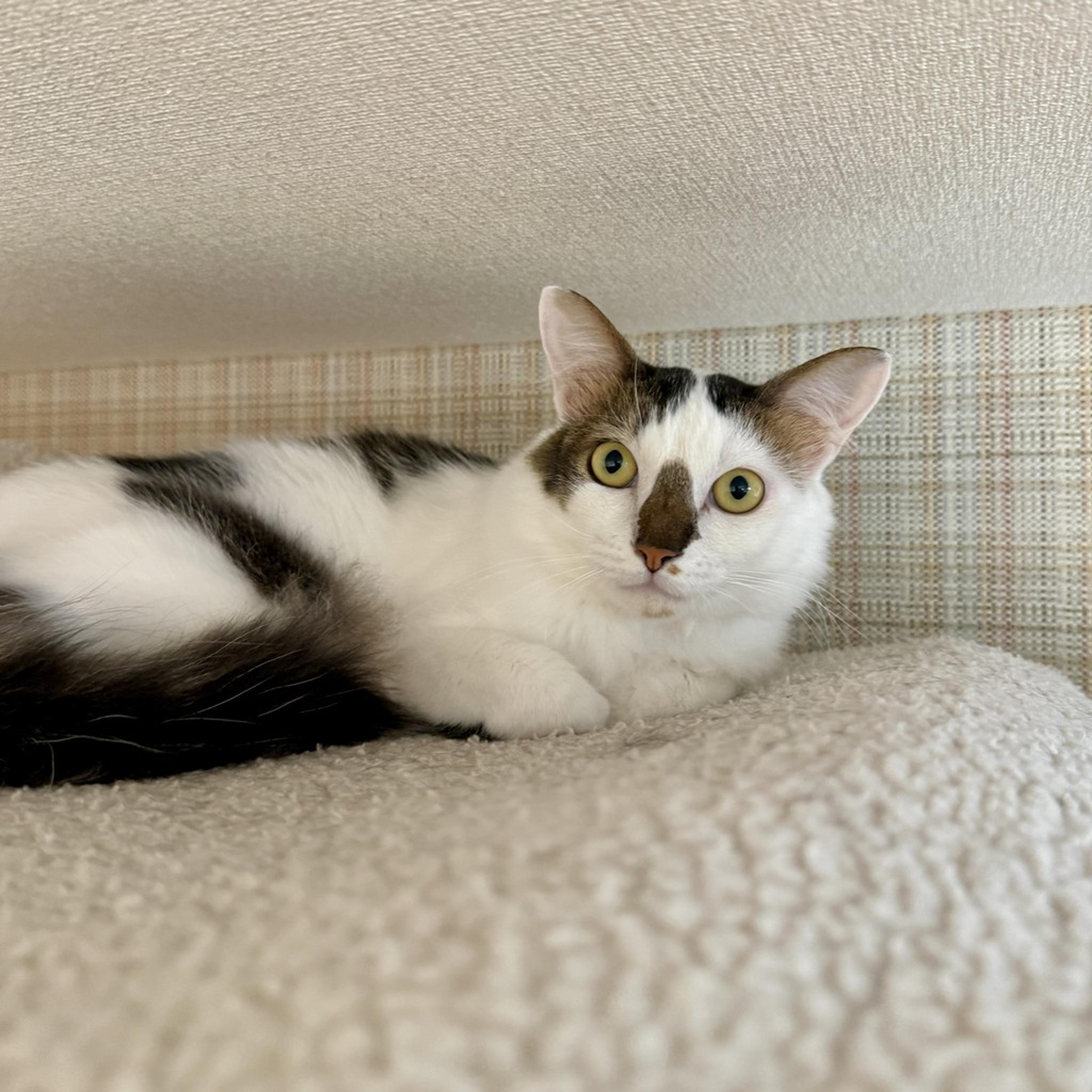 pet-image-4