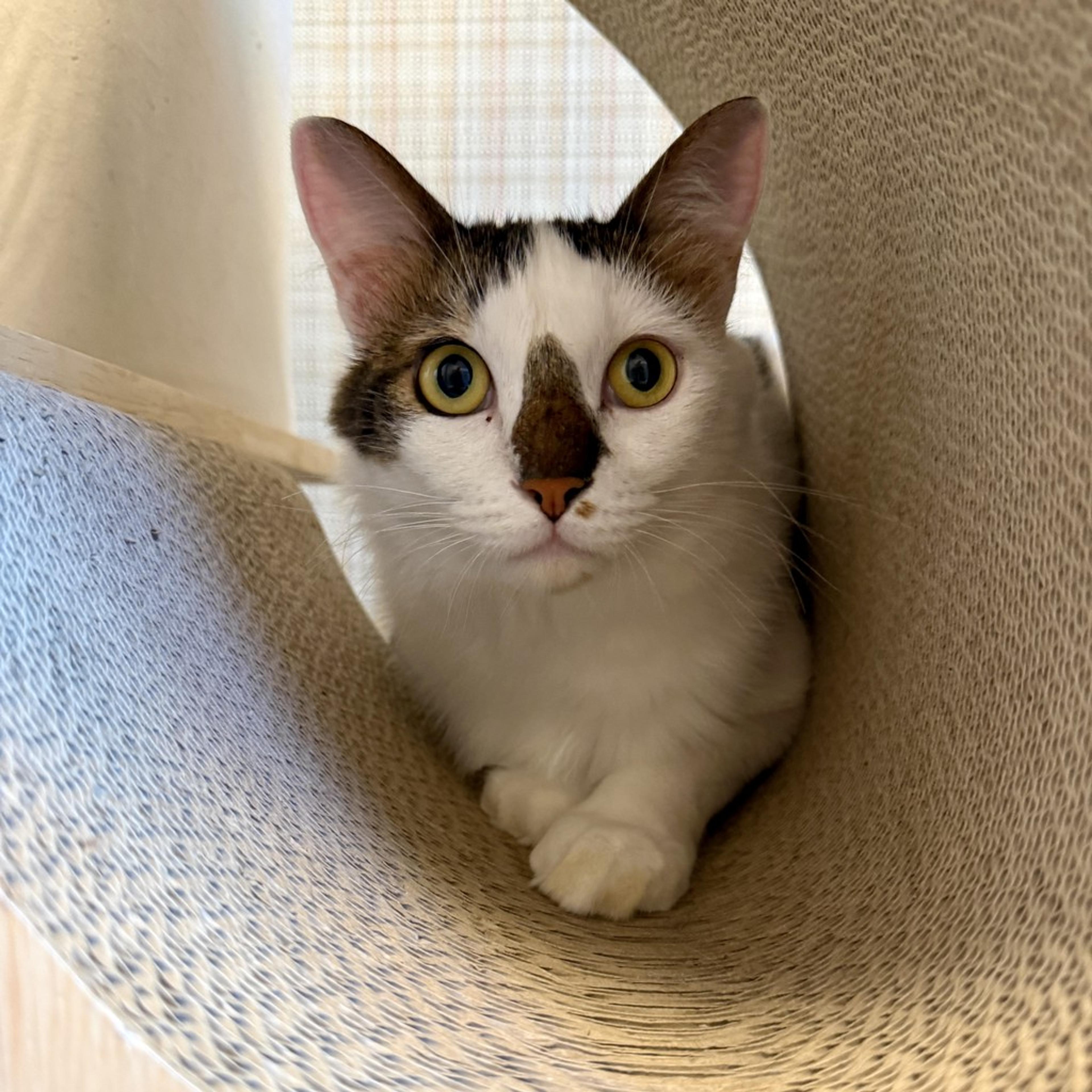 pet-image-5
