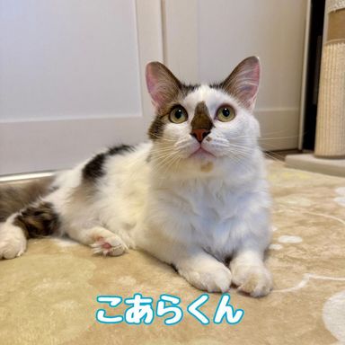 こあらの写真