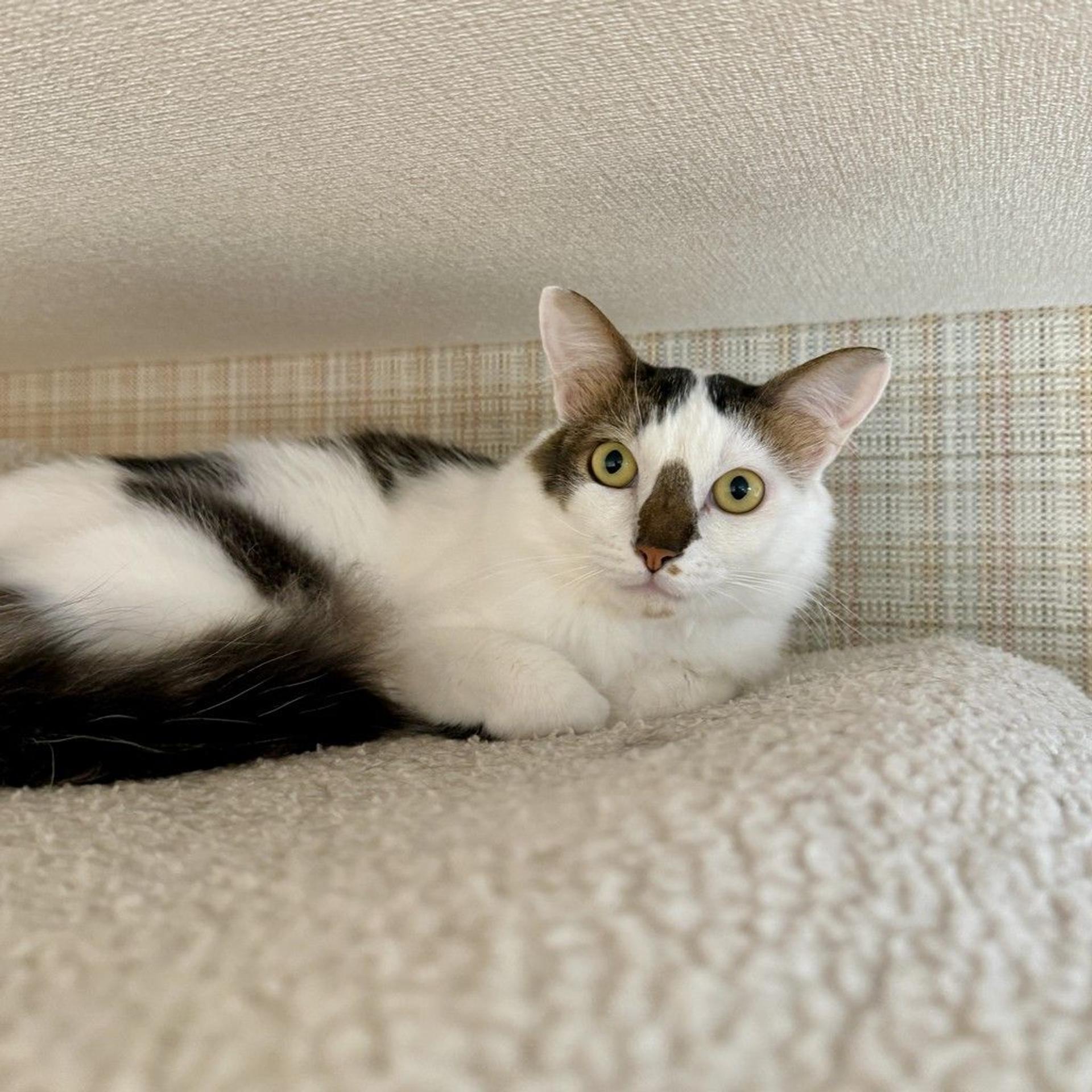 pet-image-4