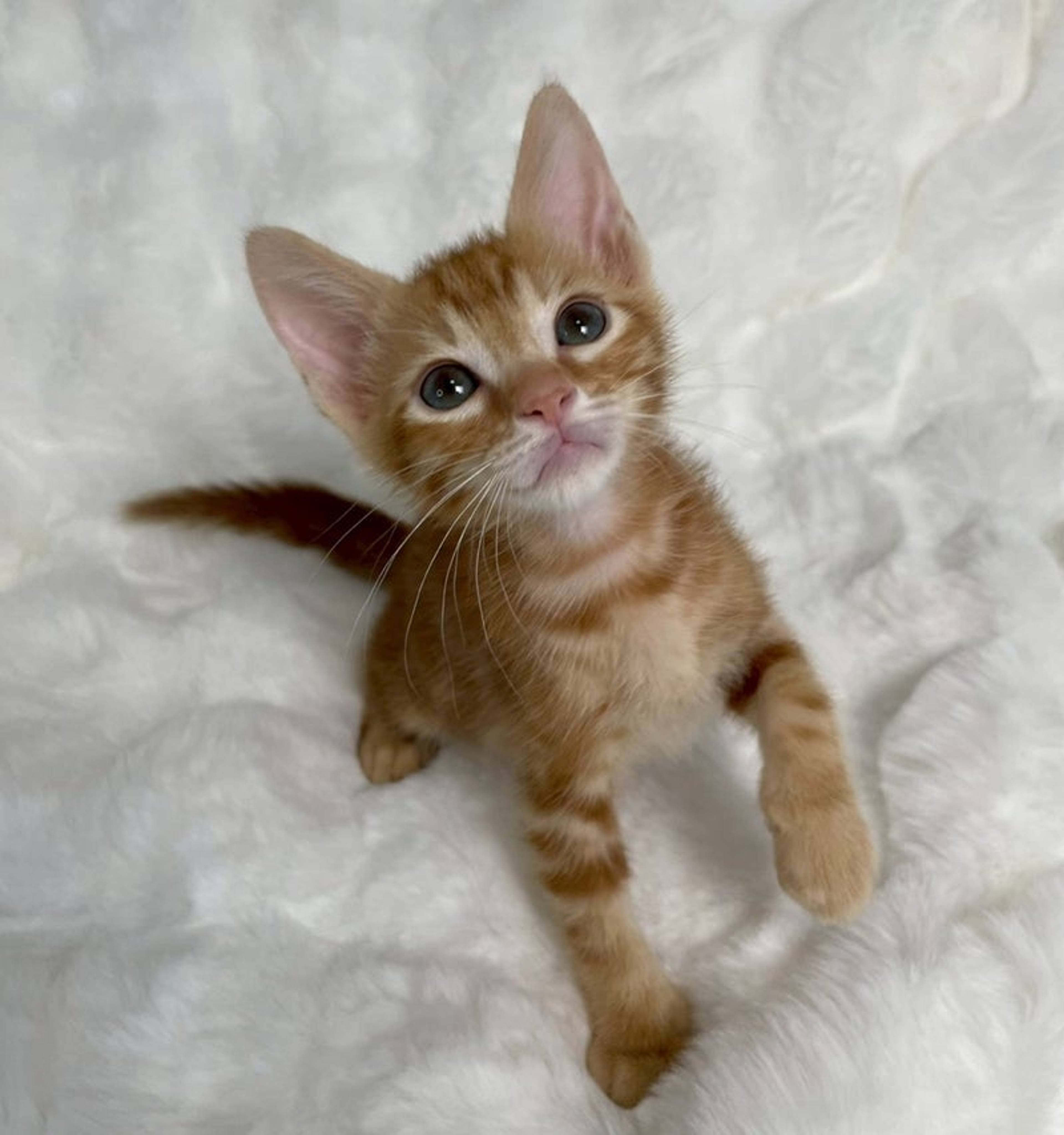 雑種（ミックス猫）・オスの里親募集の写真