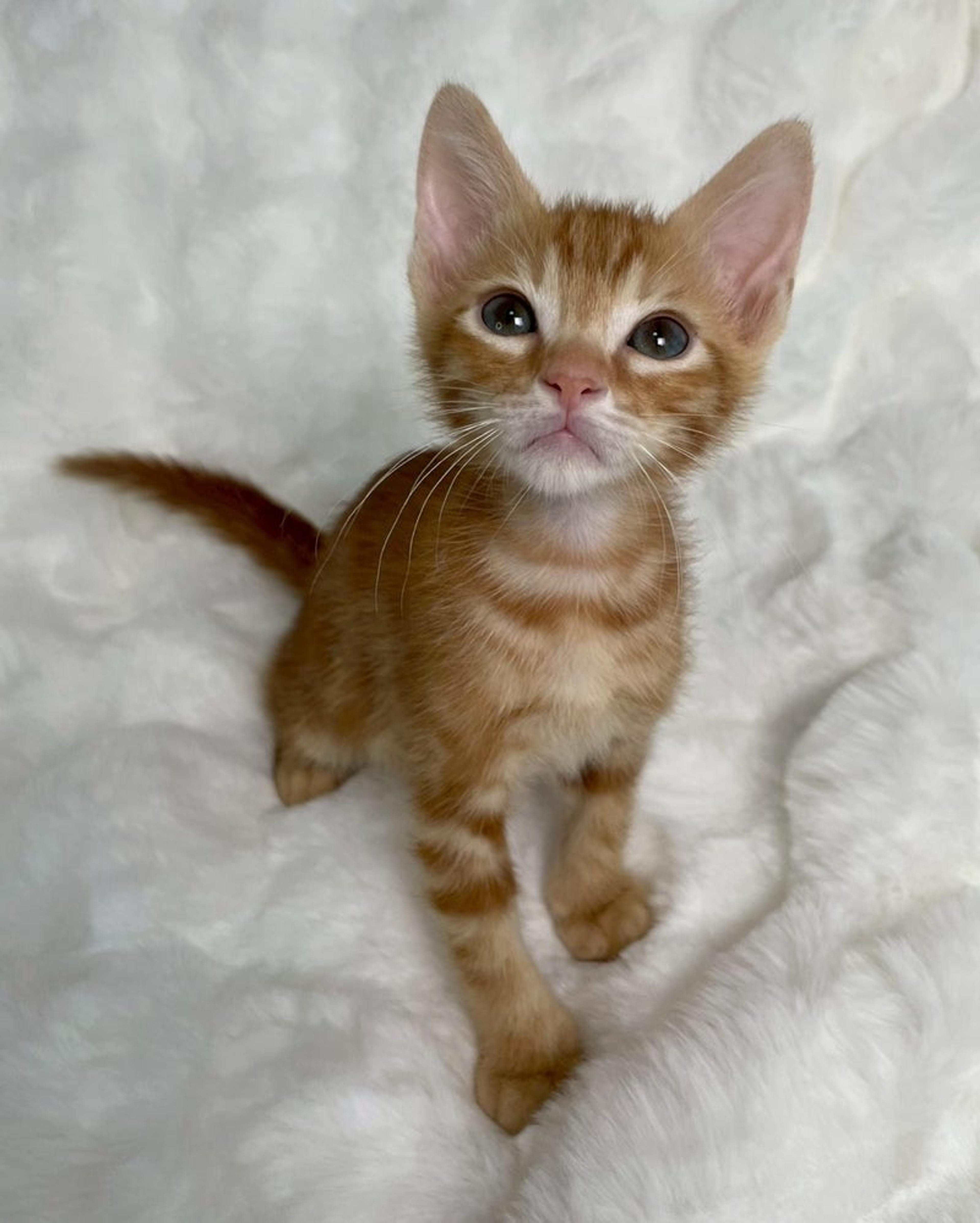 pet-image-3