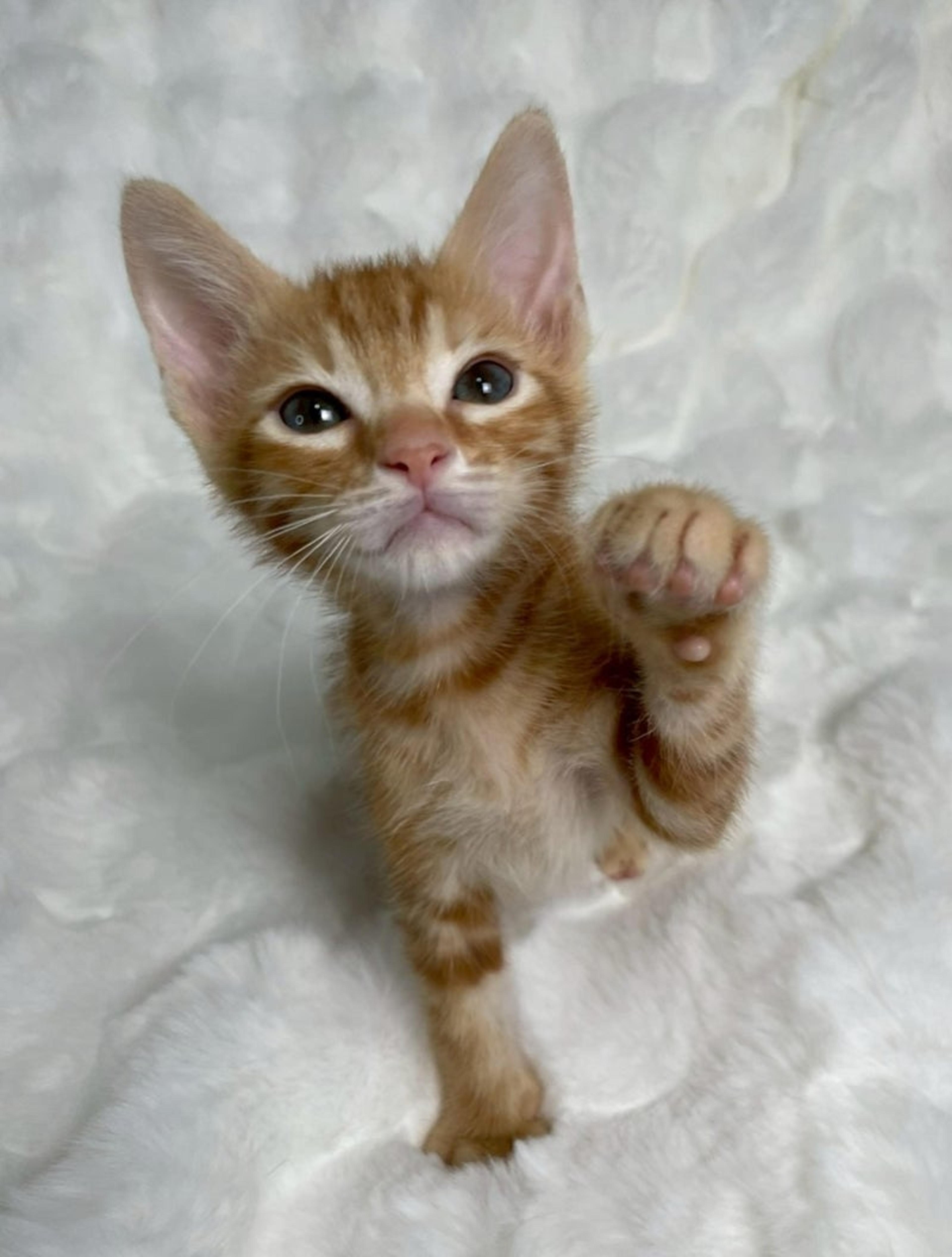 pet-image-4