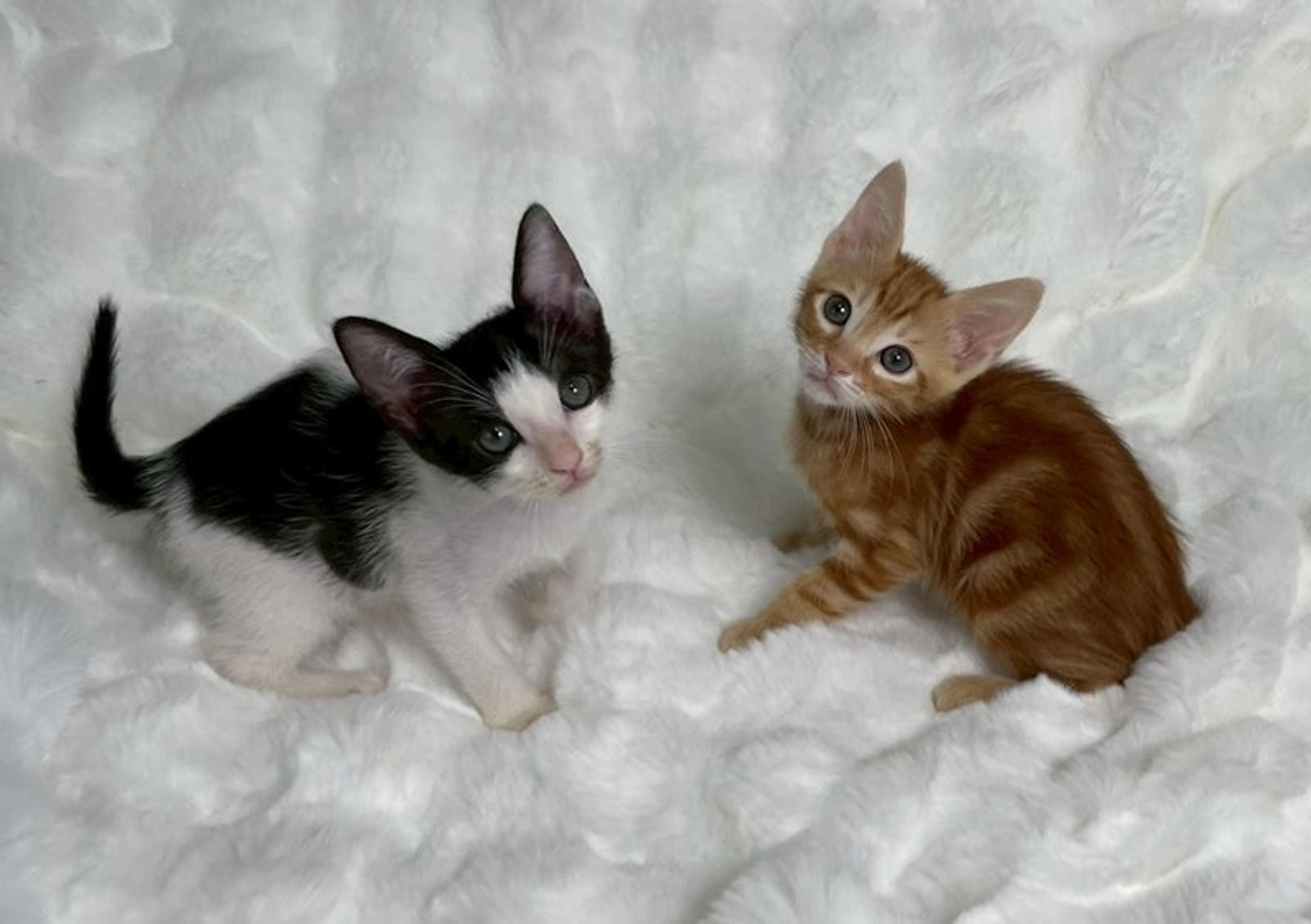 pet-image-5