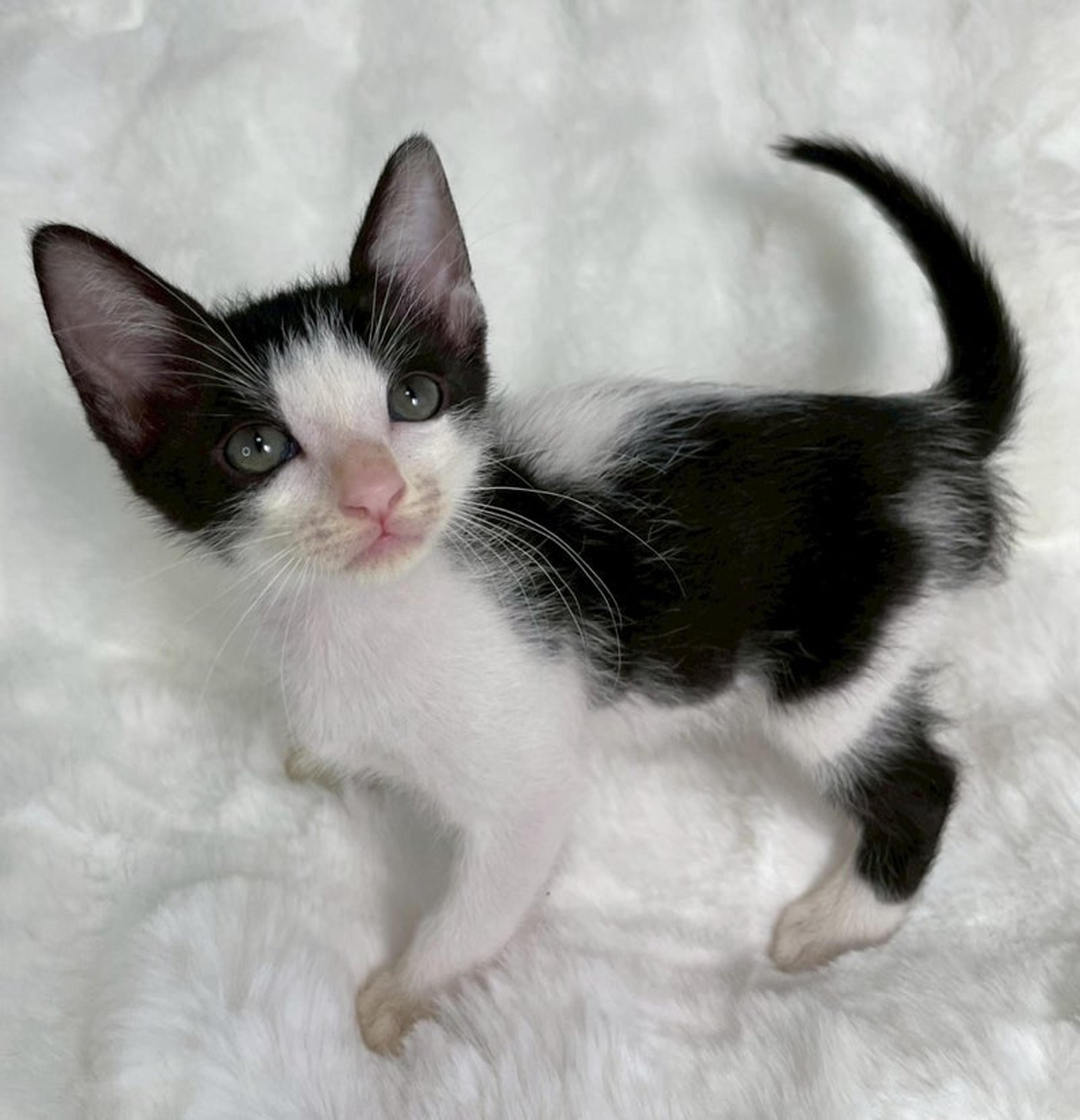 pet-image-3