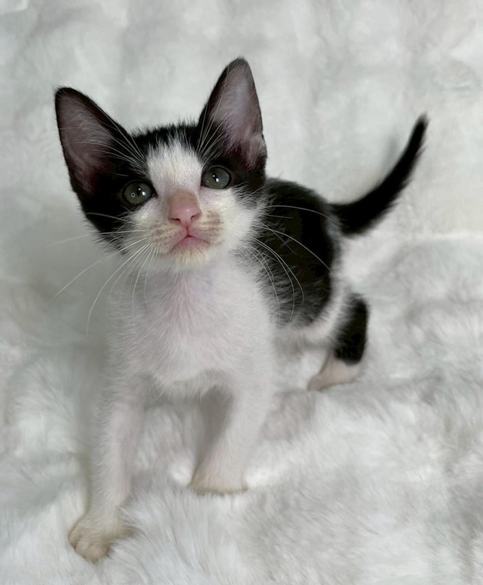 pet-image-4