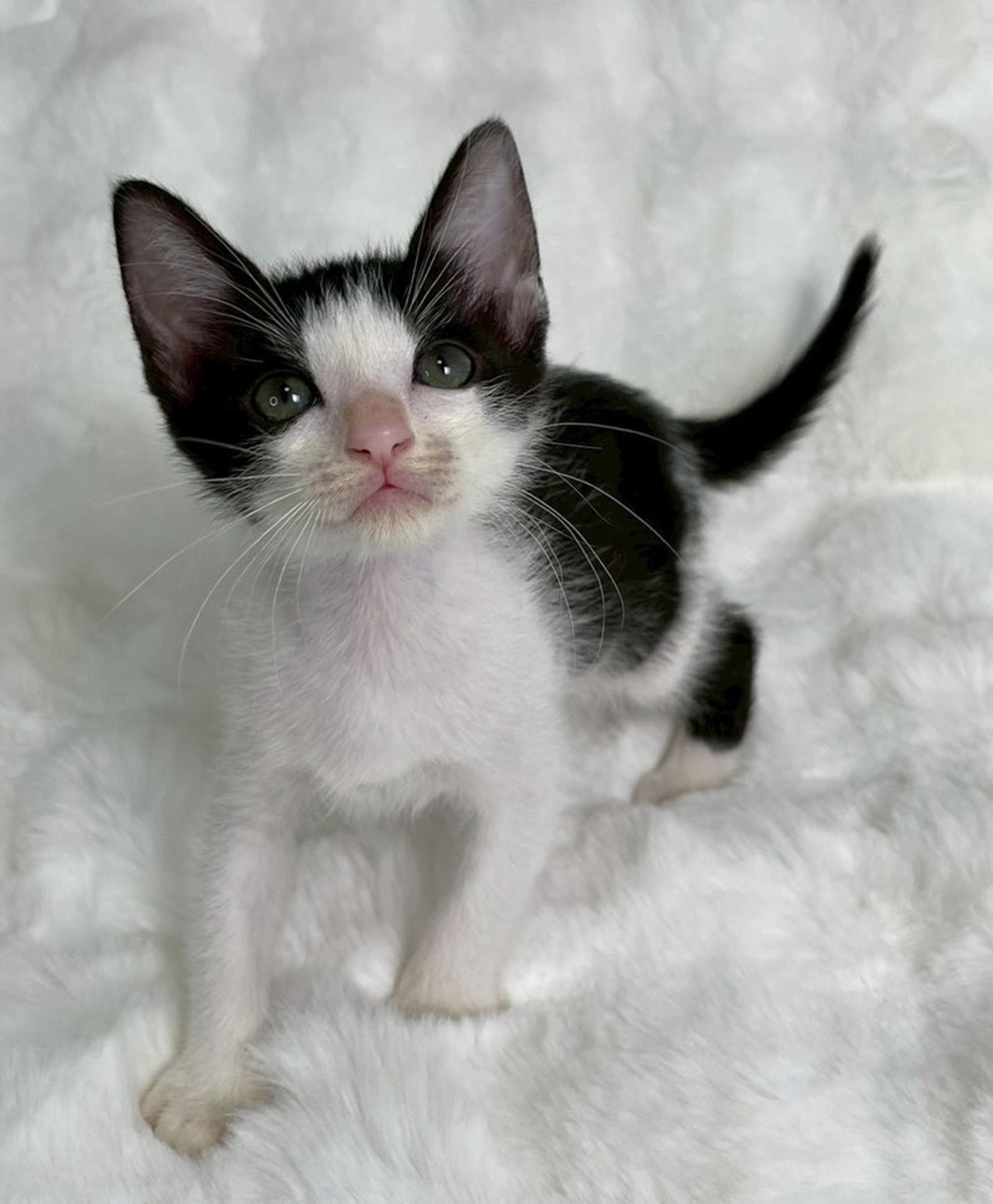 pet-image-4