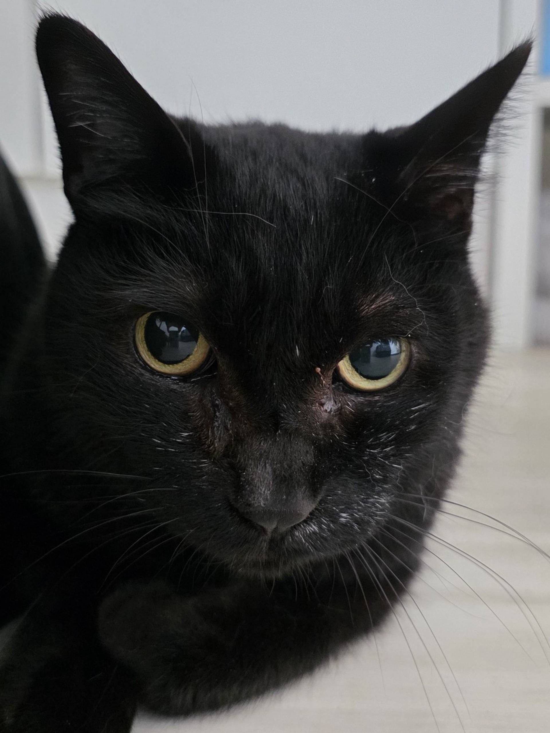 雑種（ミックス猫）・オスの里親募集の写真