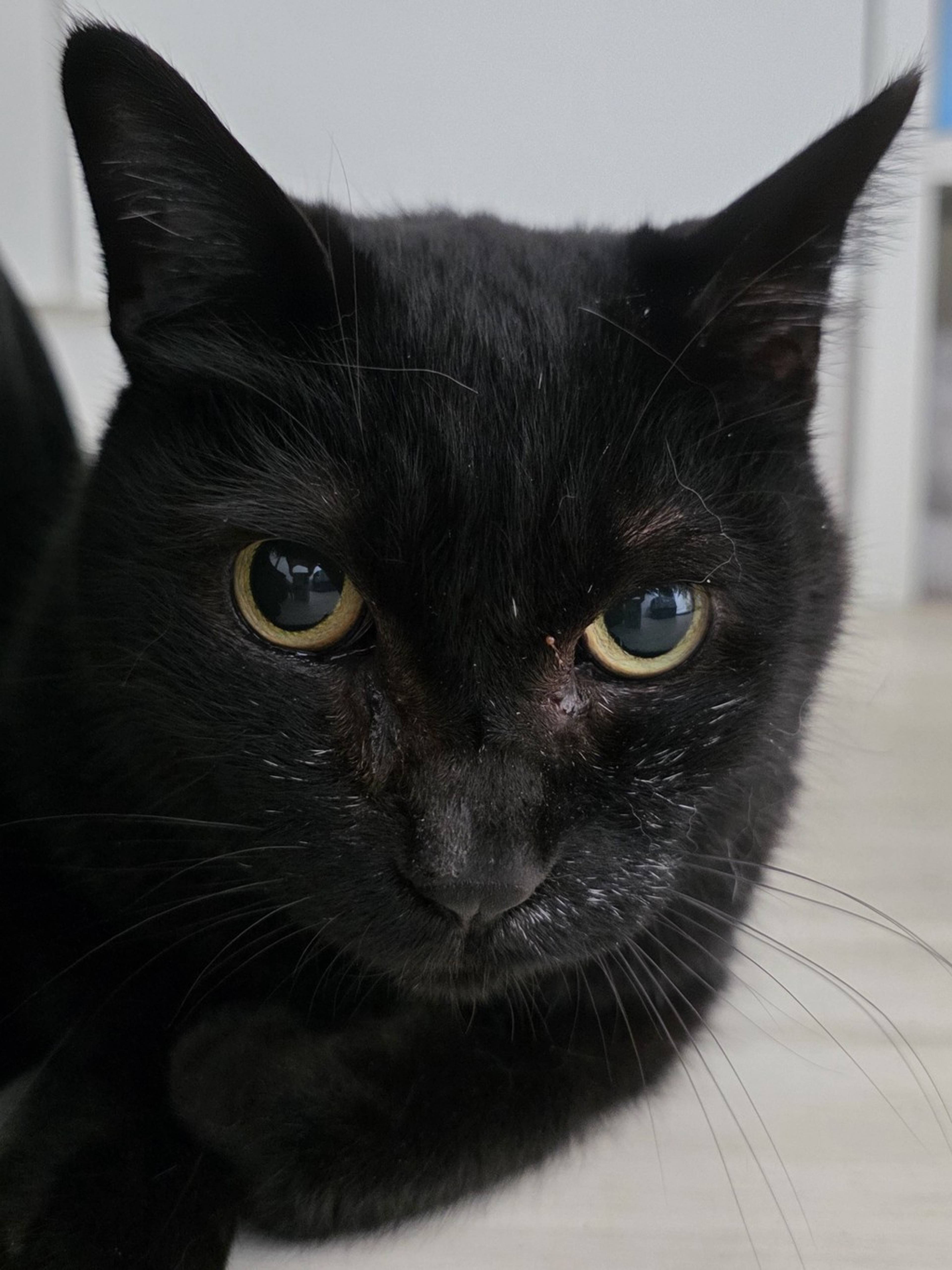 雑種（ミックス猫）・オスの里親募集の写真