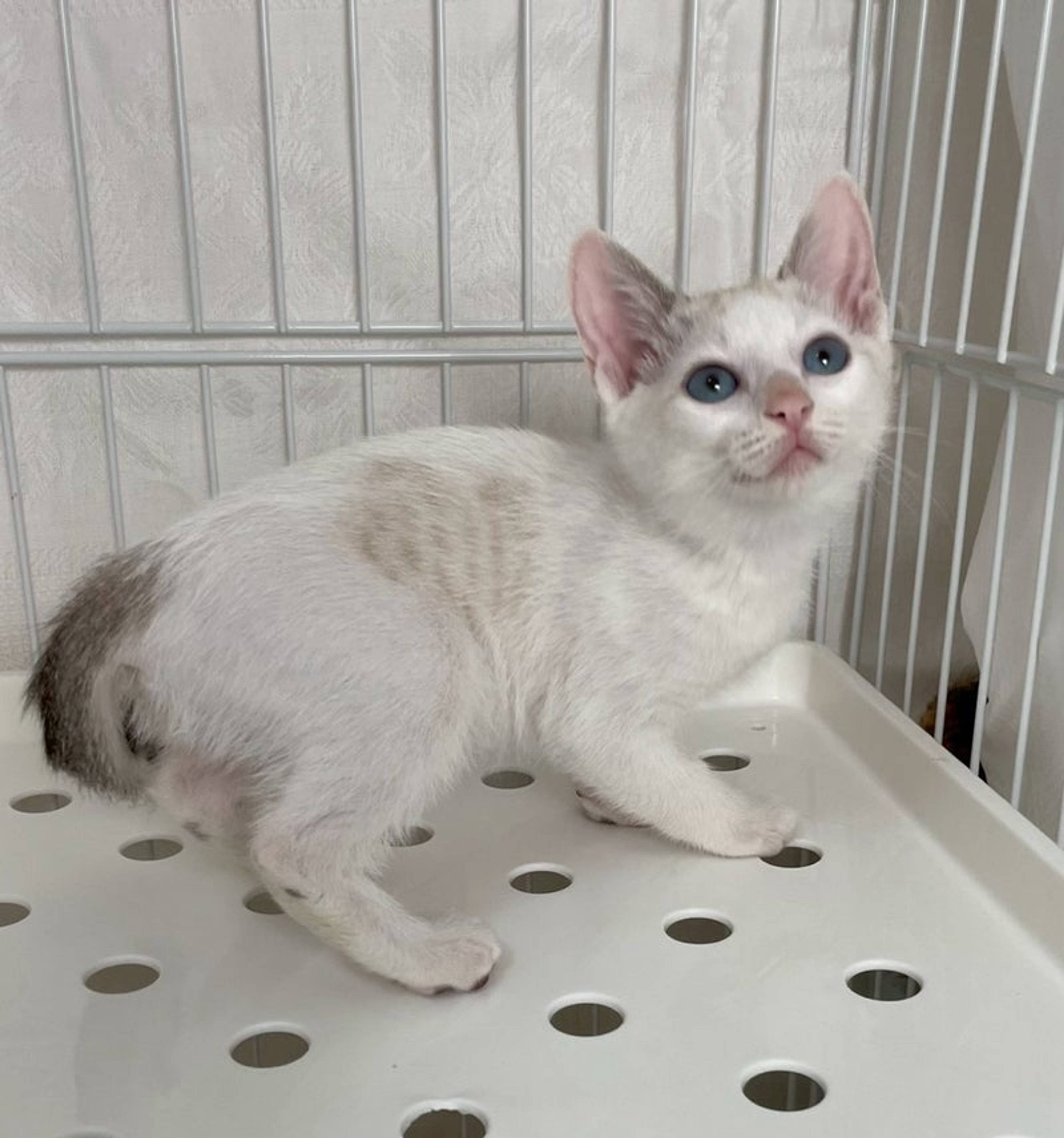 雑種（ミックス猫）・メスの里親募集の写真