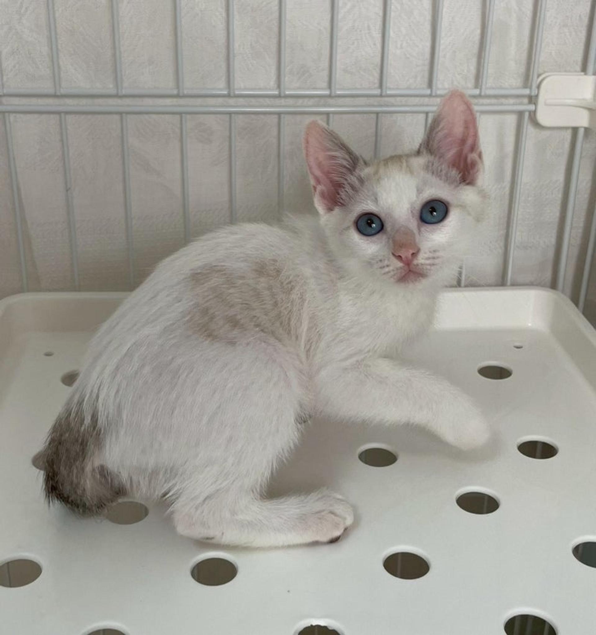 pet-image-3