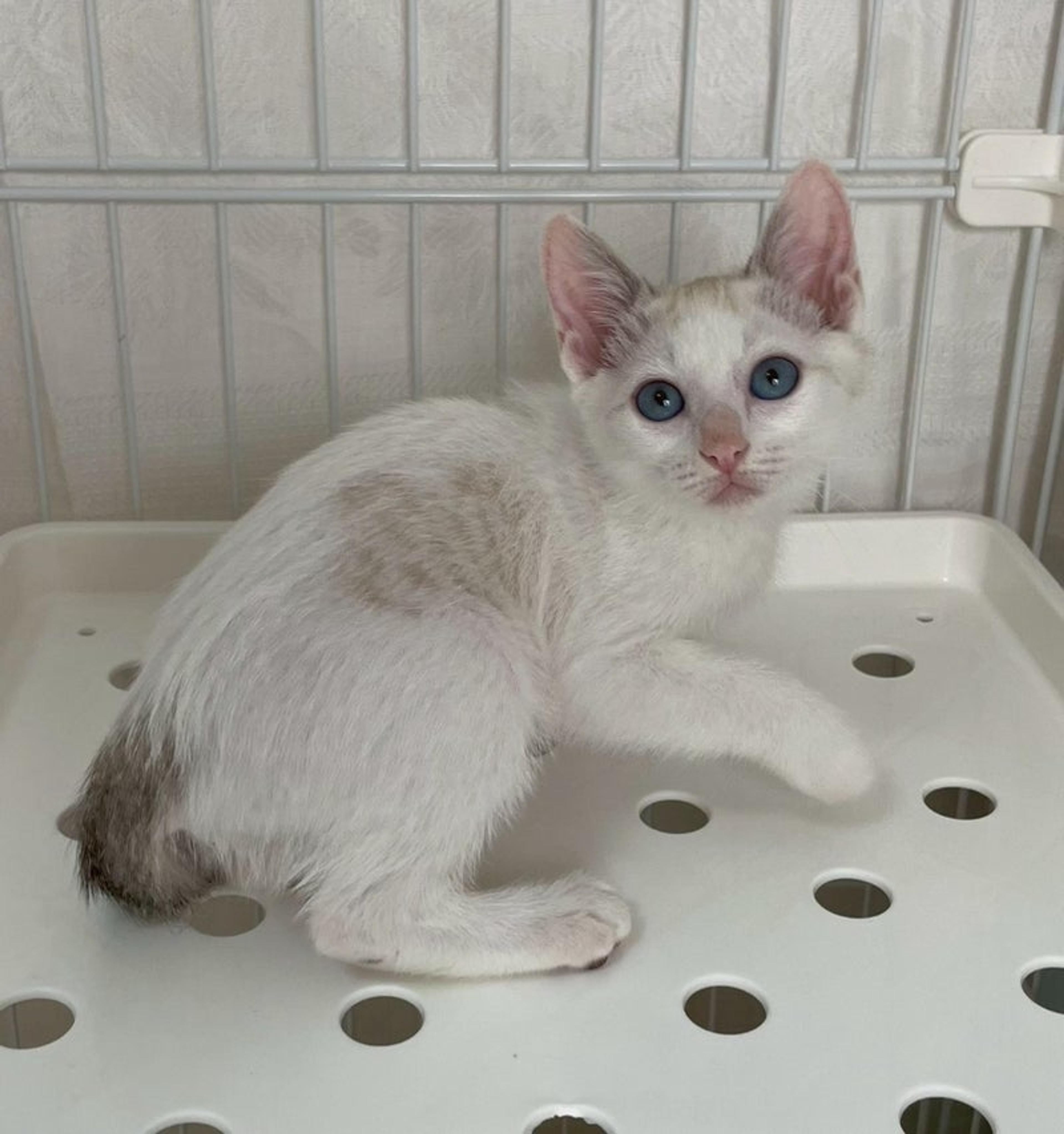 pet-image-3
