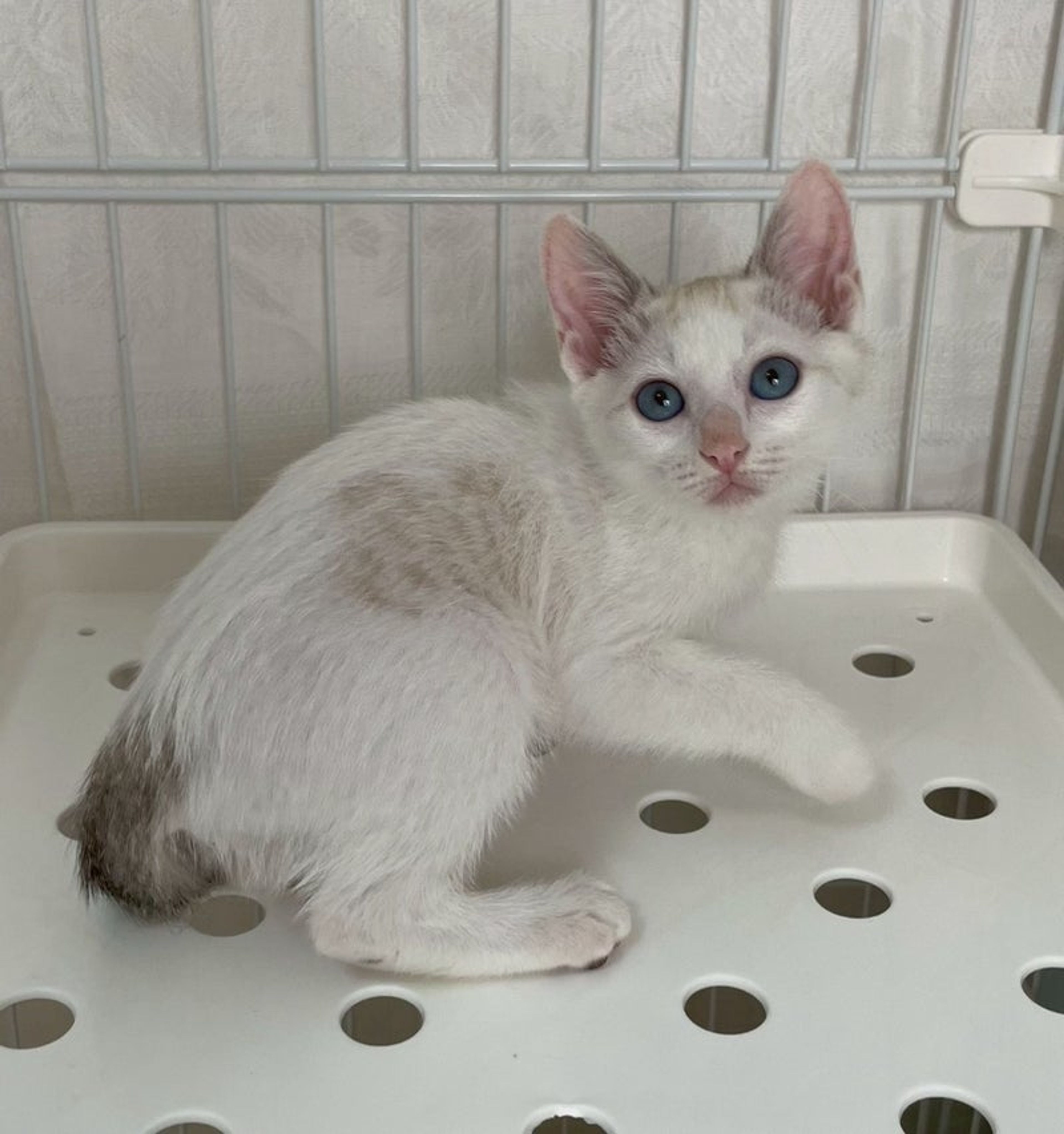 pet-image-3