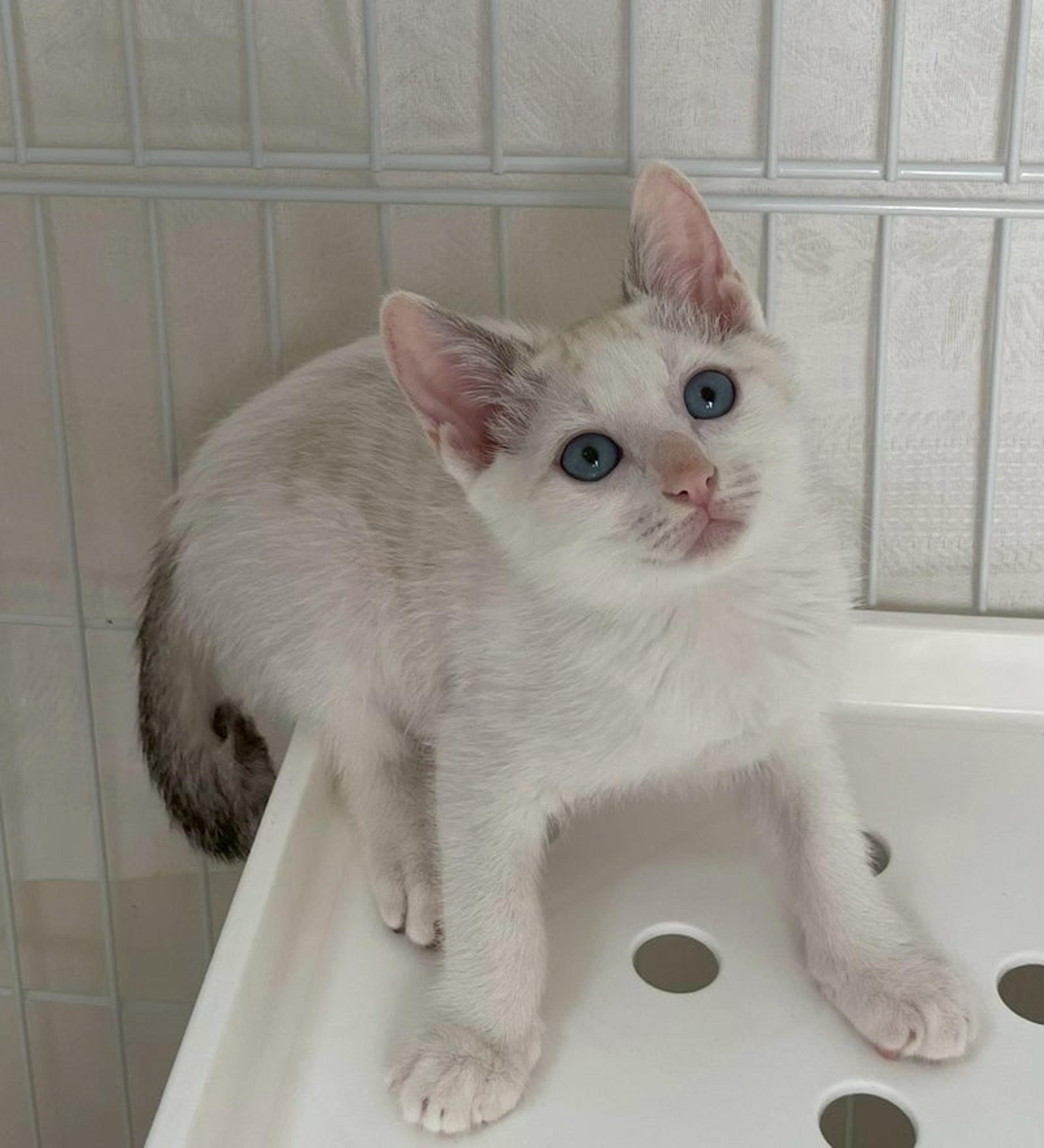 pet-image-4