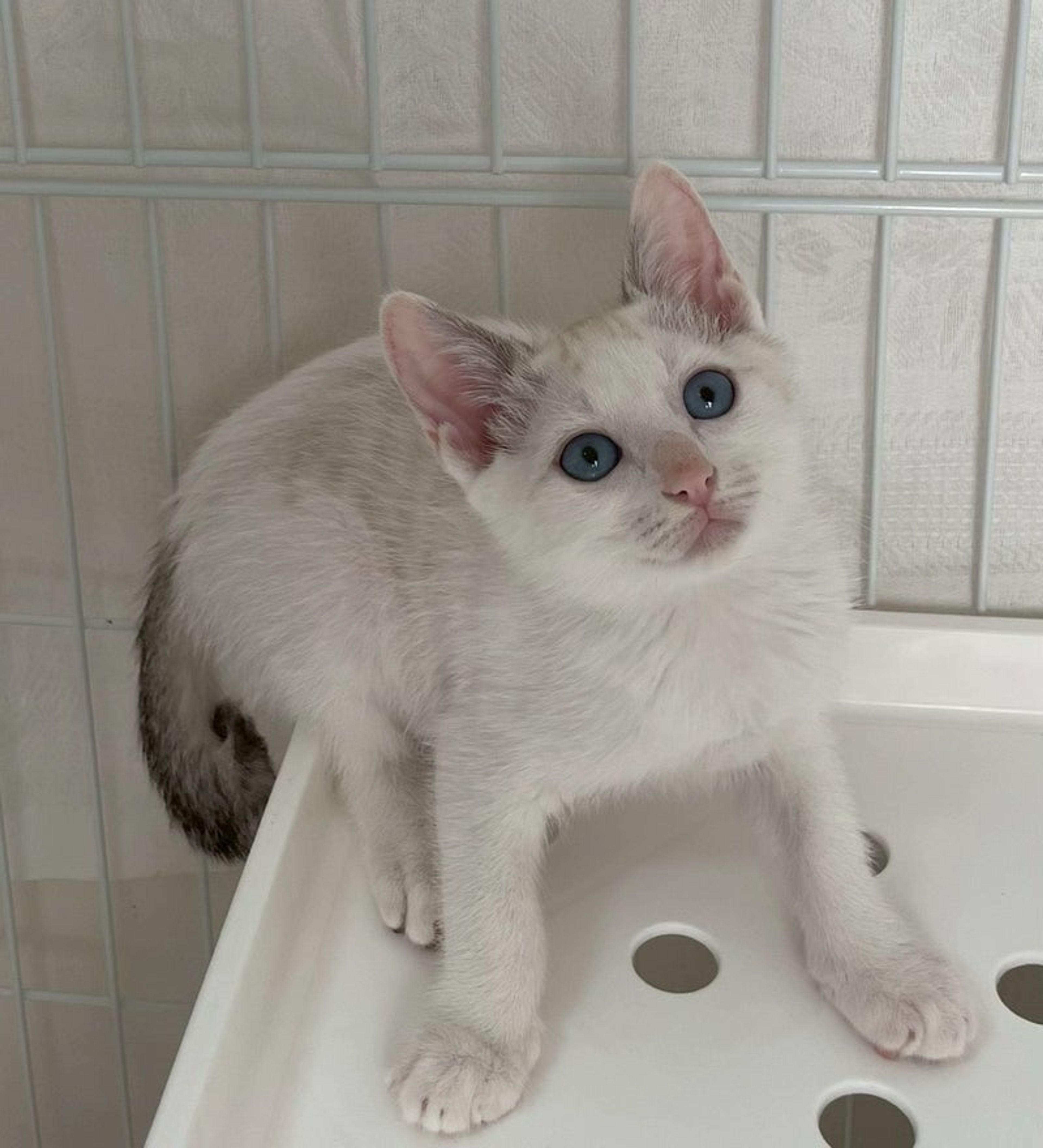 pet-image-4