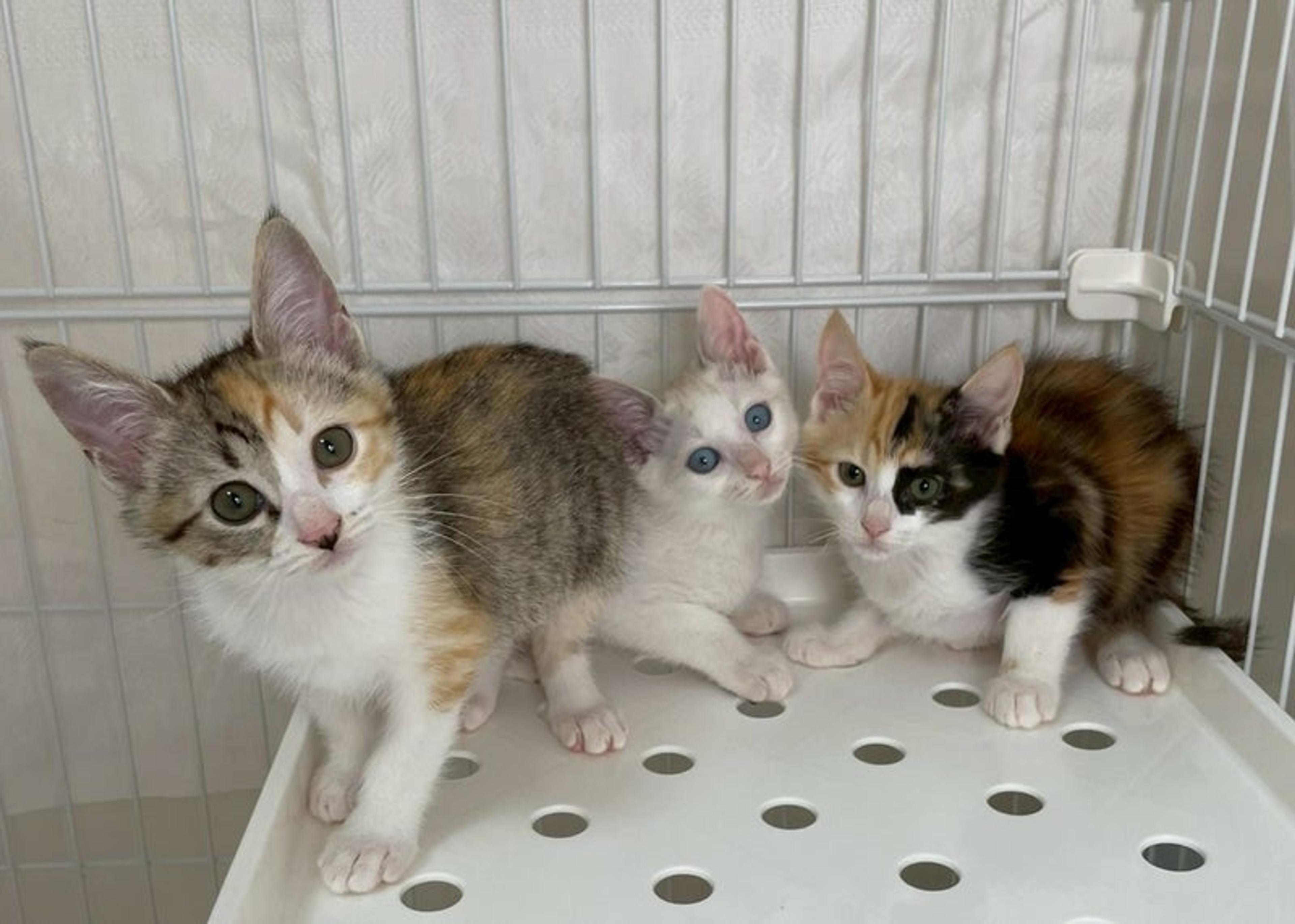 pet-image-5