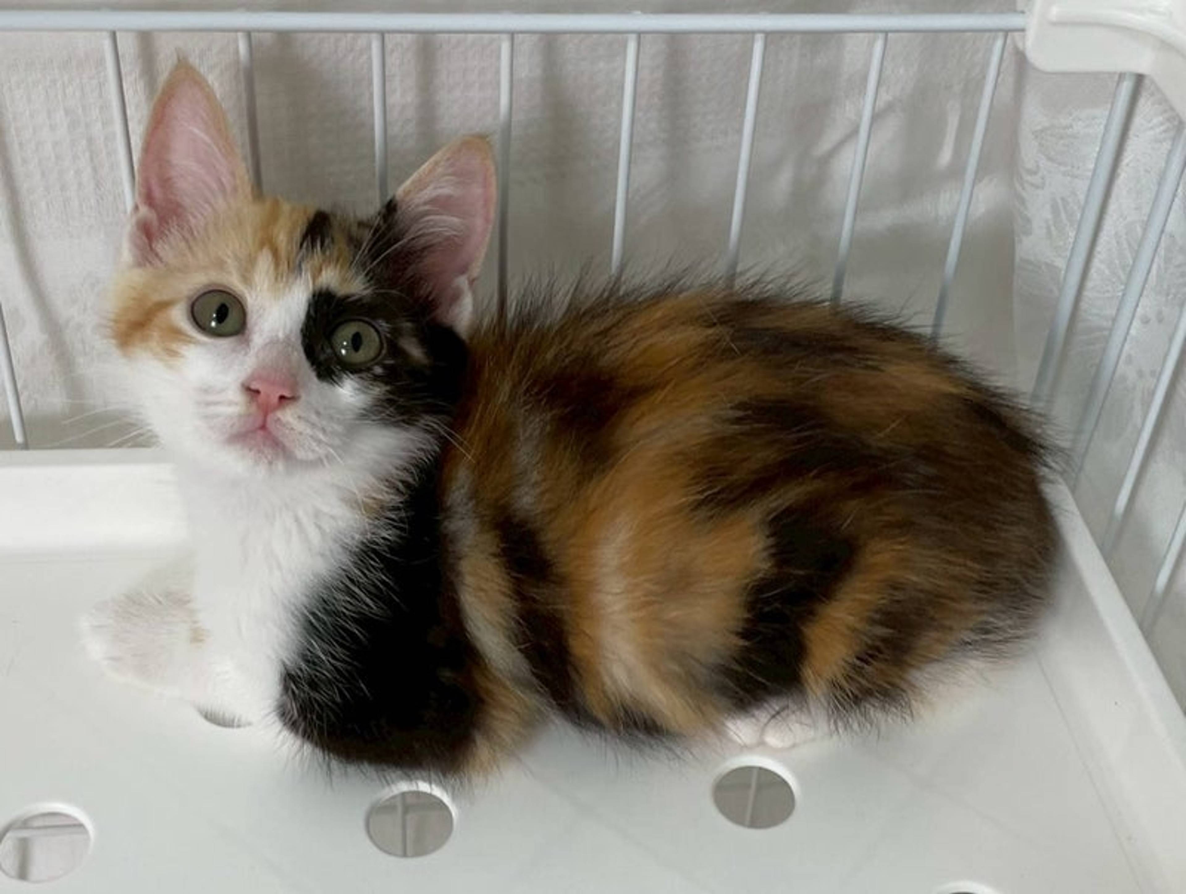 雑種（ミックス猫）・メスの里親募集の写真