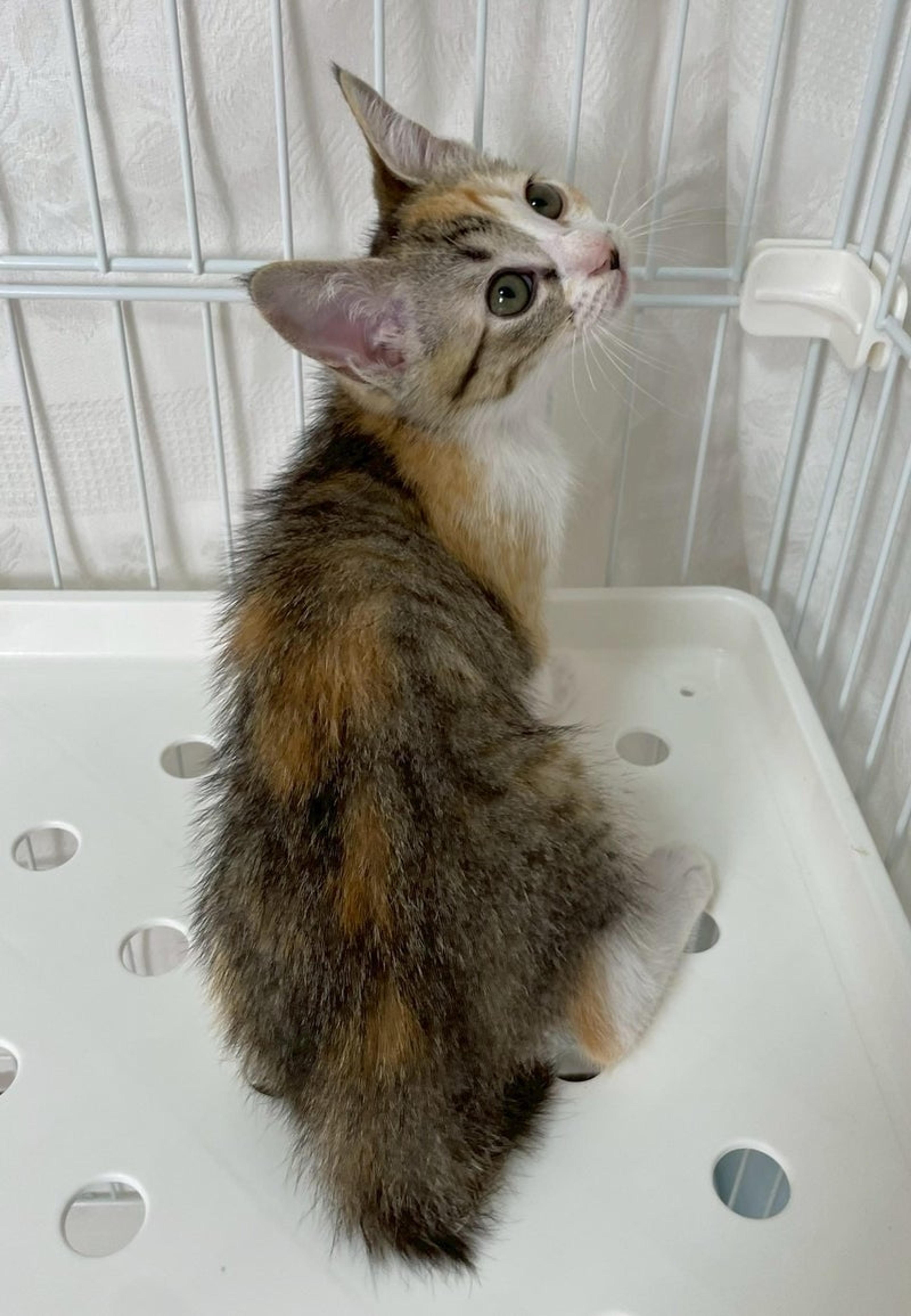 pet-image-3