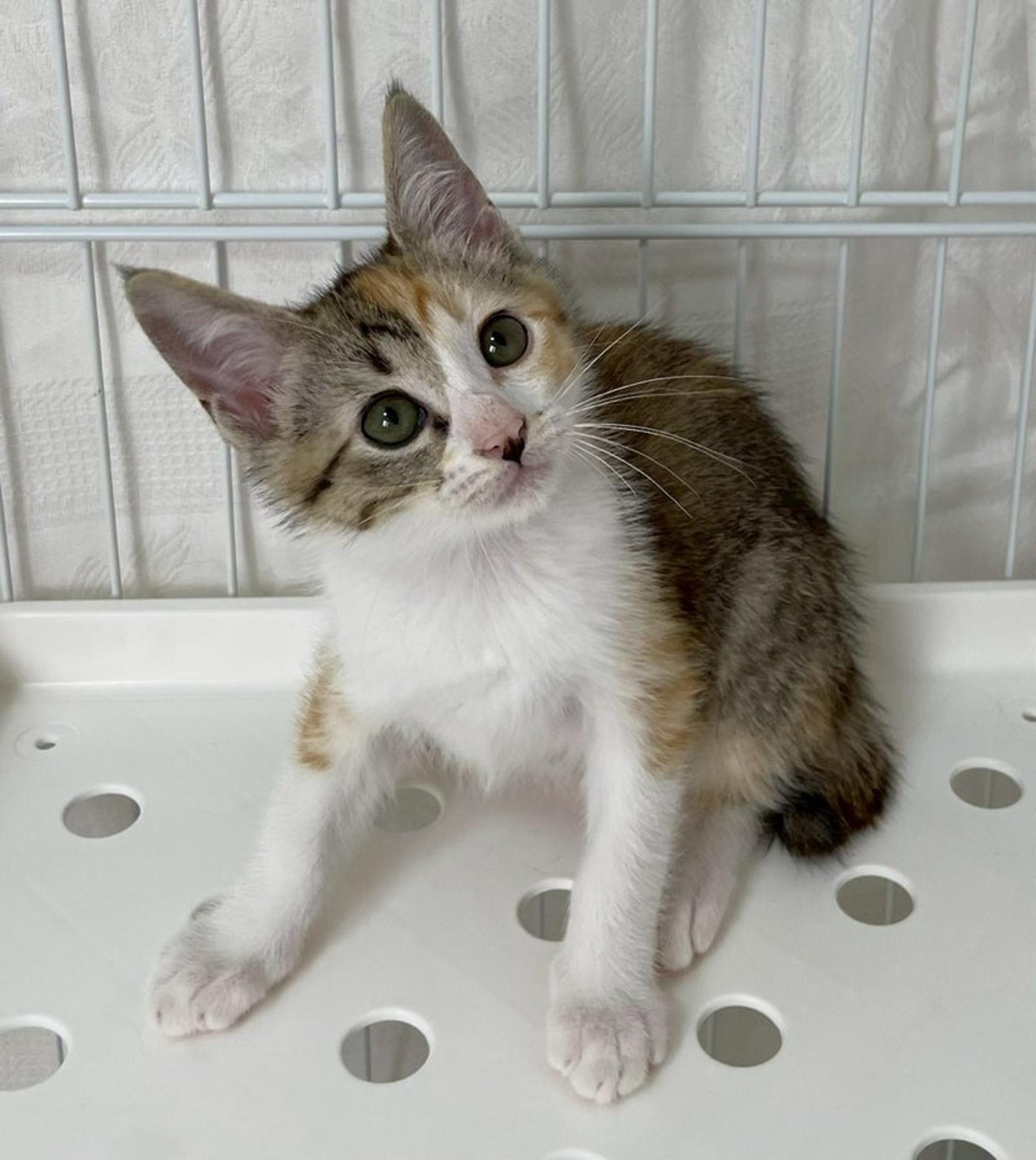 pet-image-4