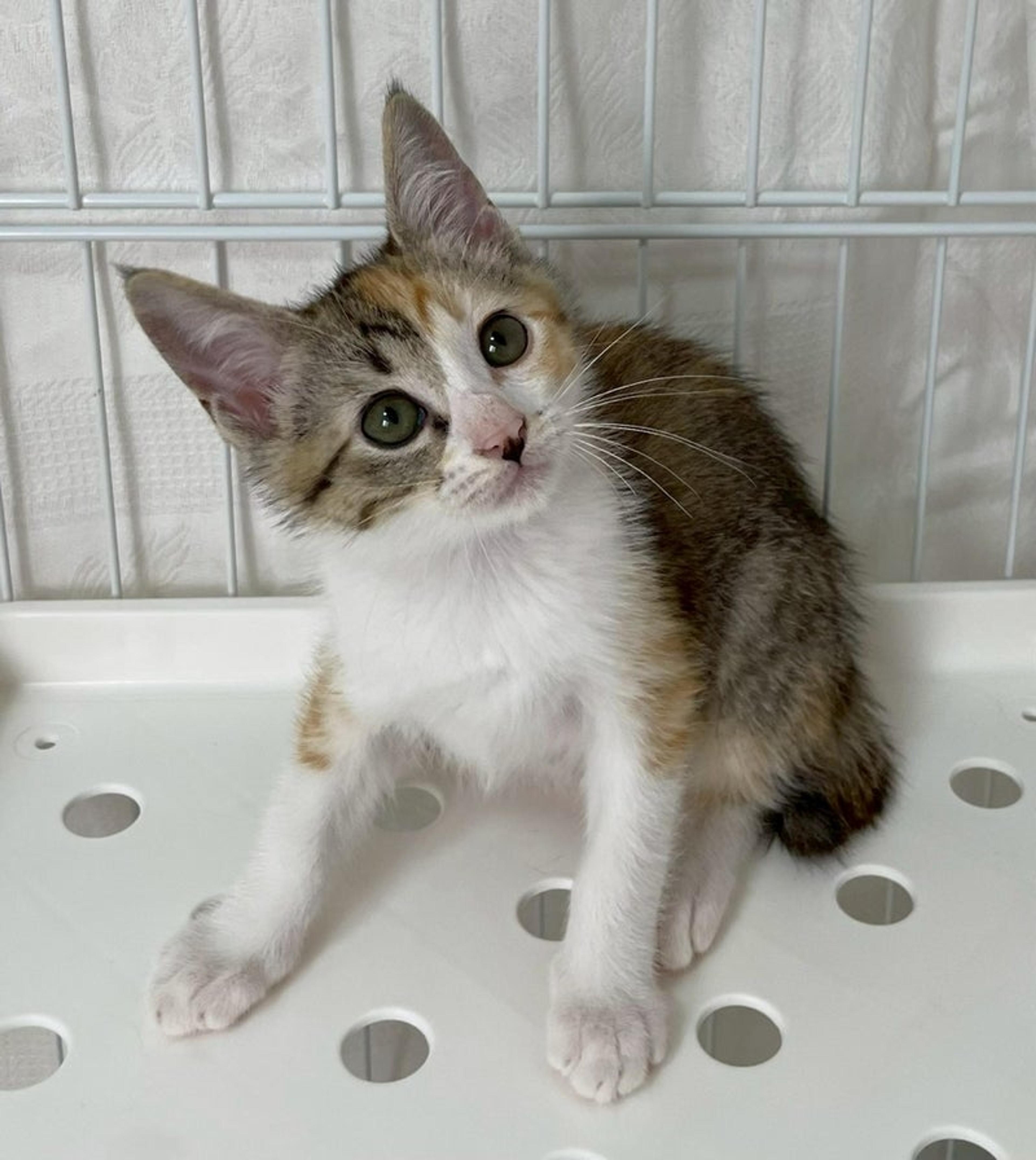 pet-image-4
