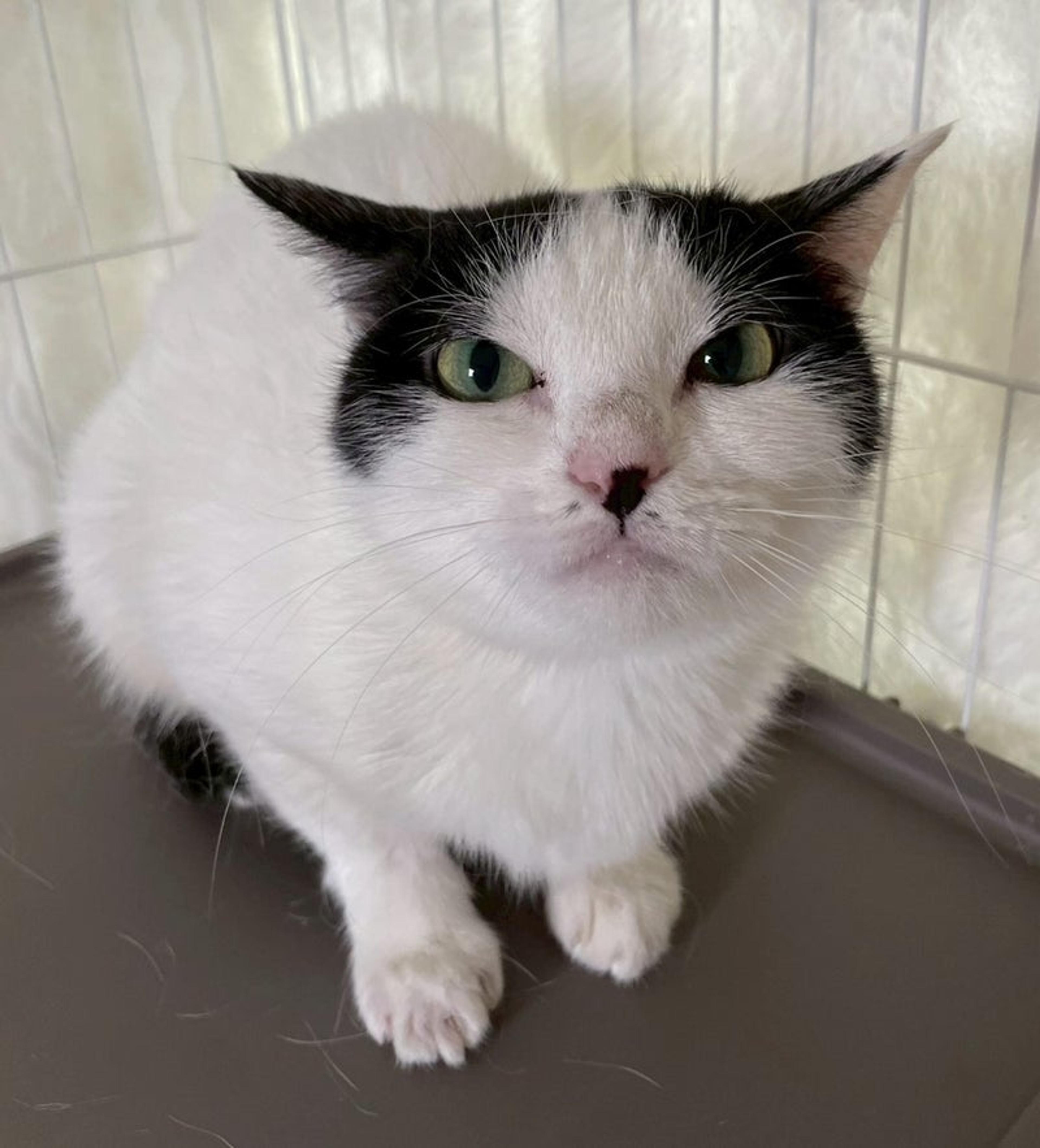 pet-image-2