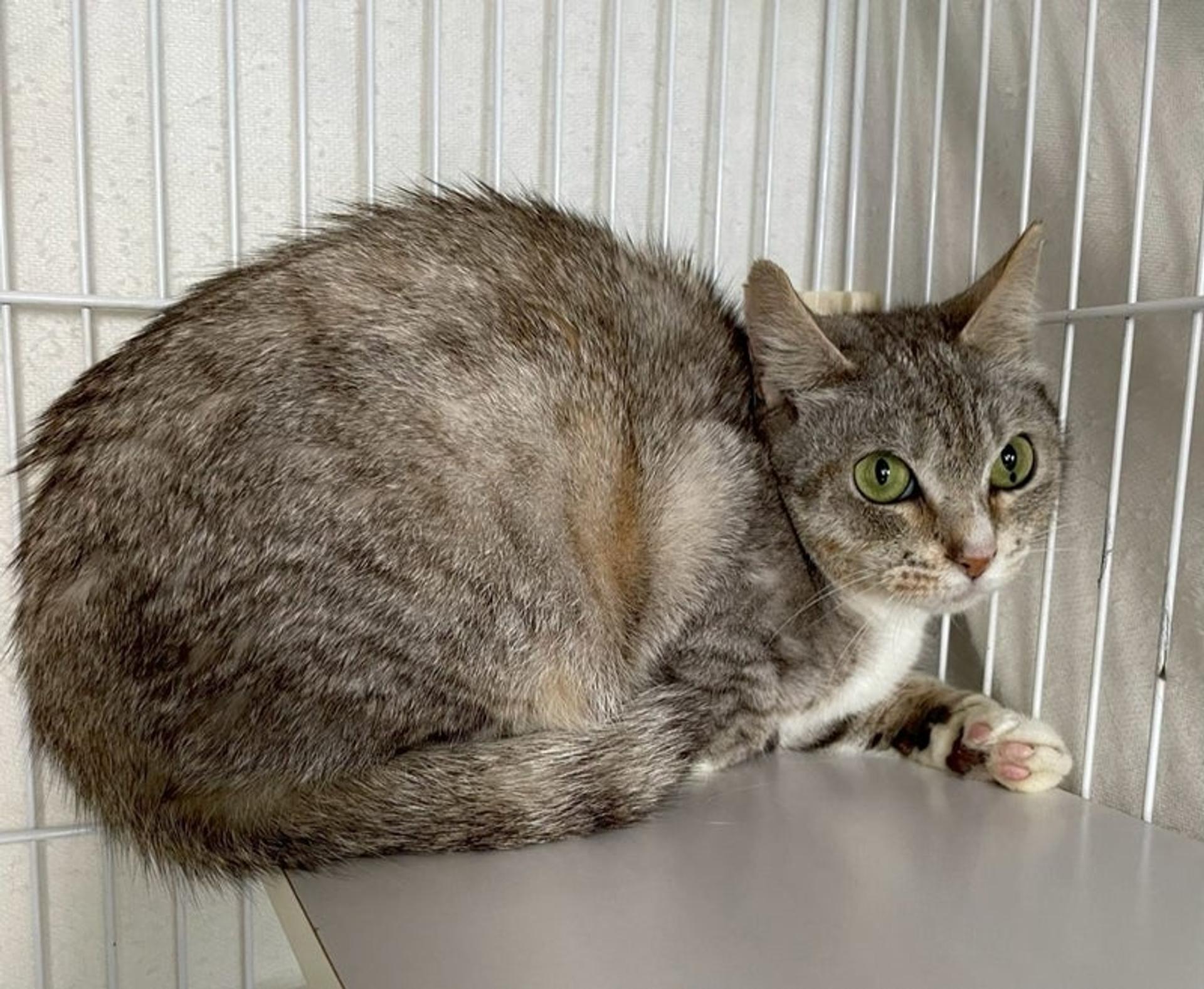 pet-image-2