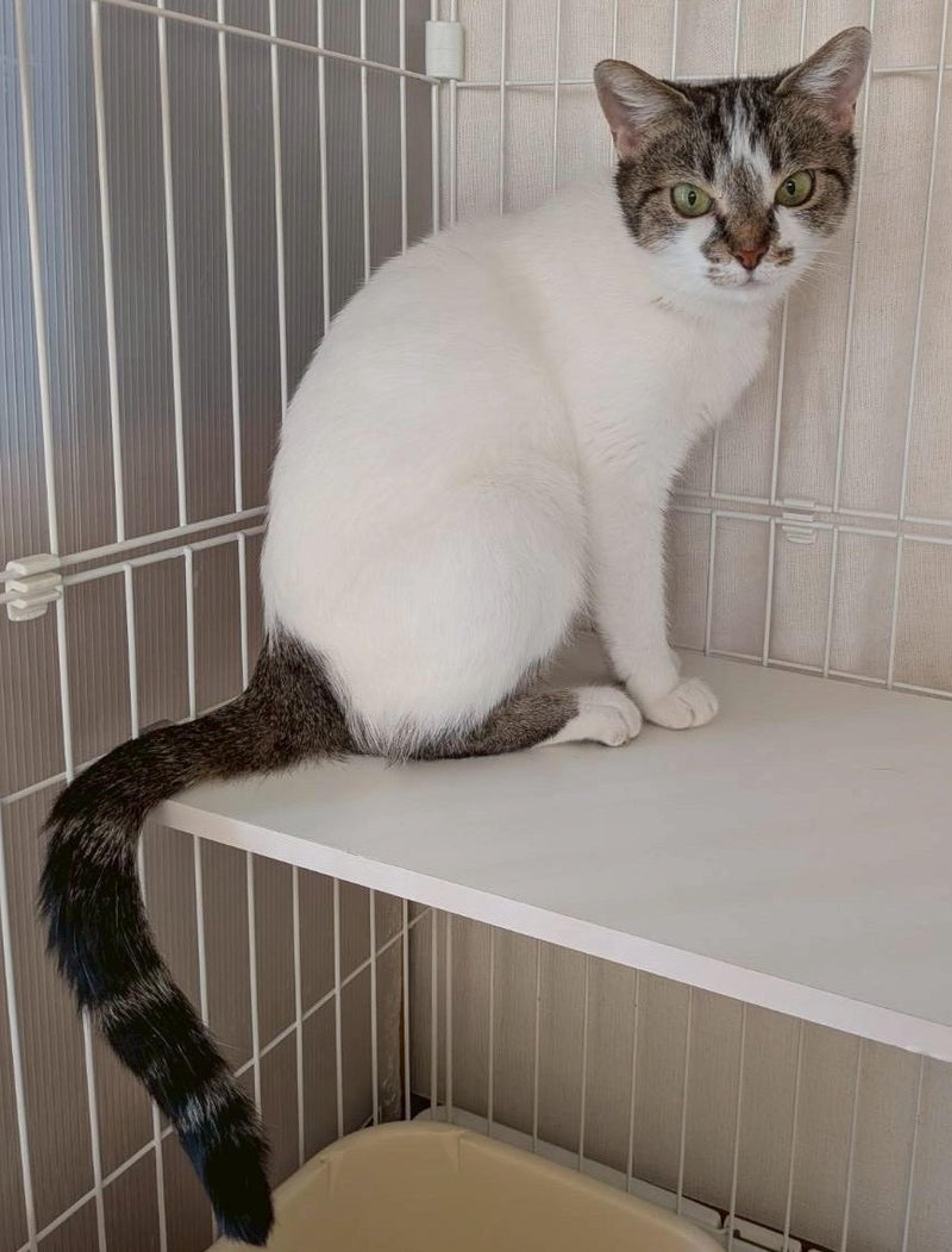 pet-image-3