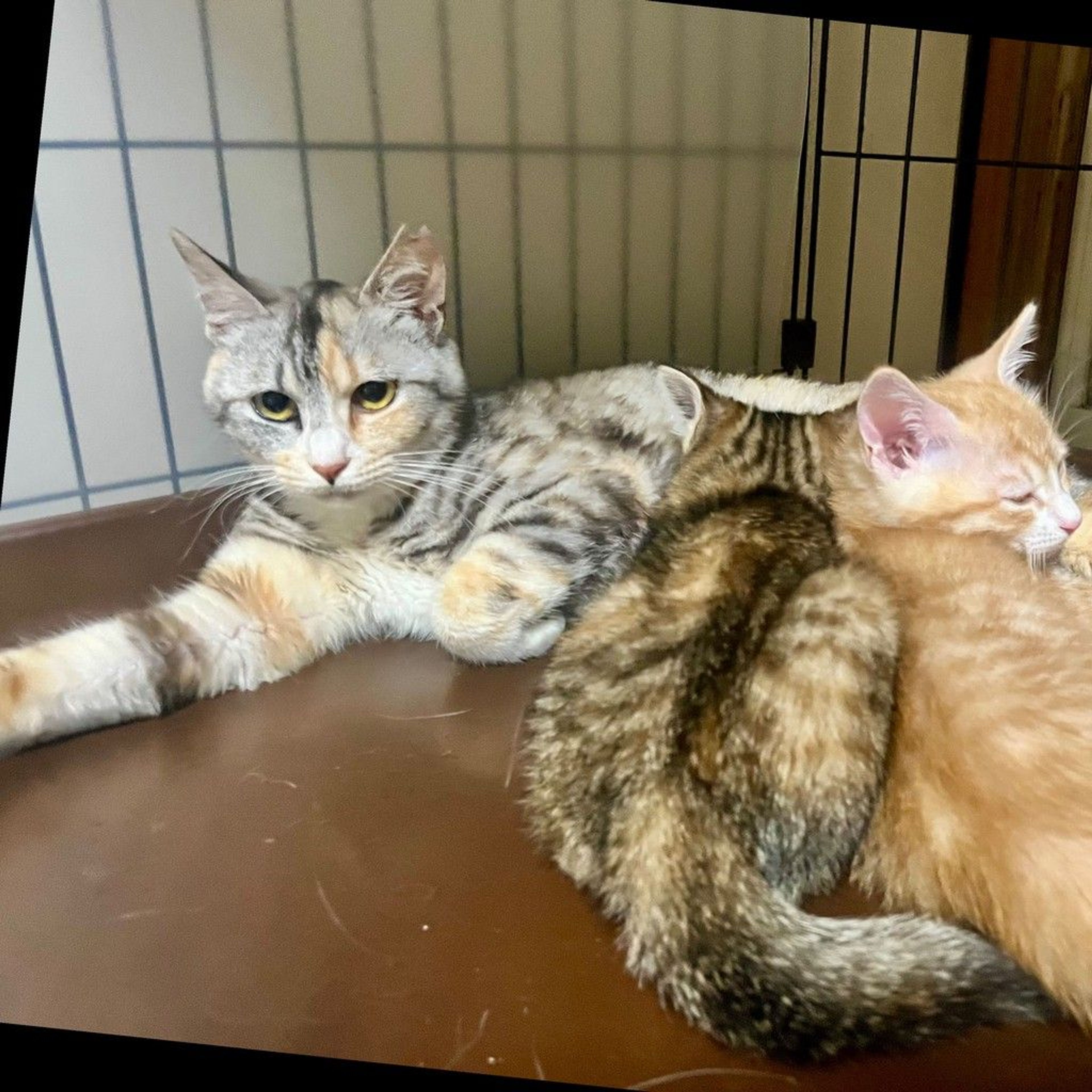 pet-image-2