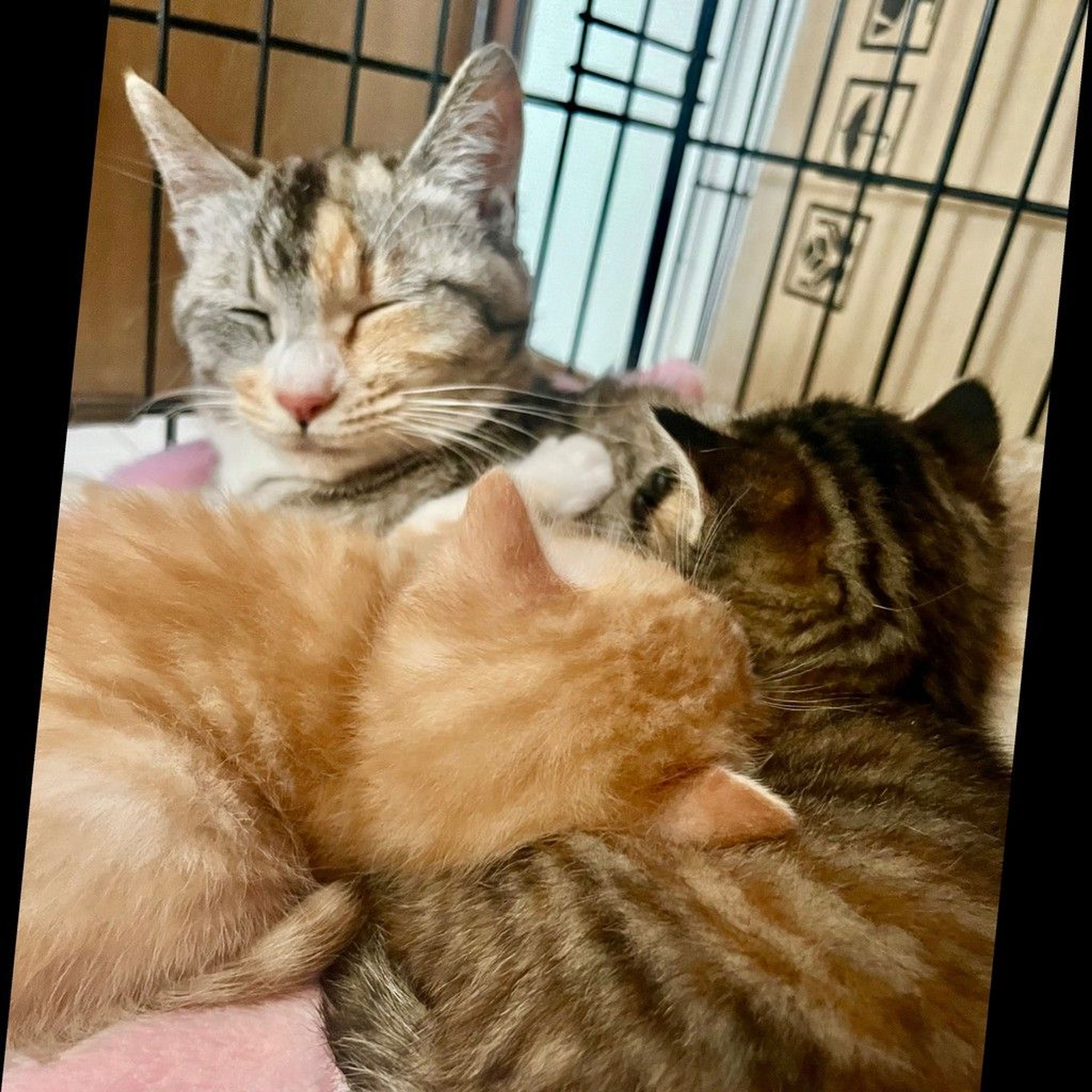 pet-image-4