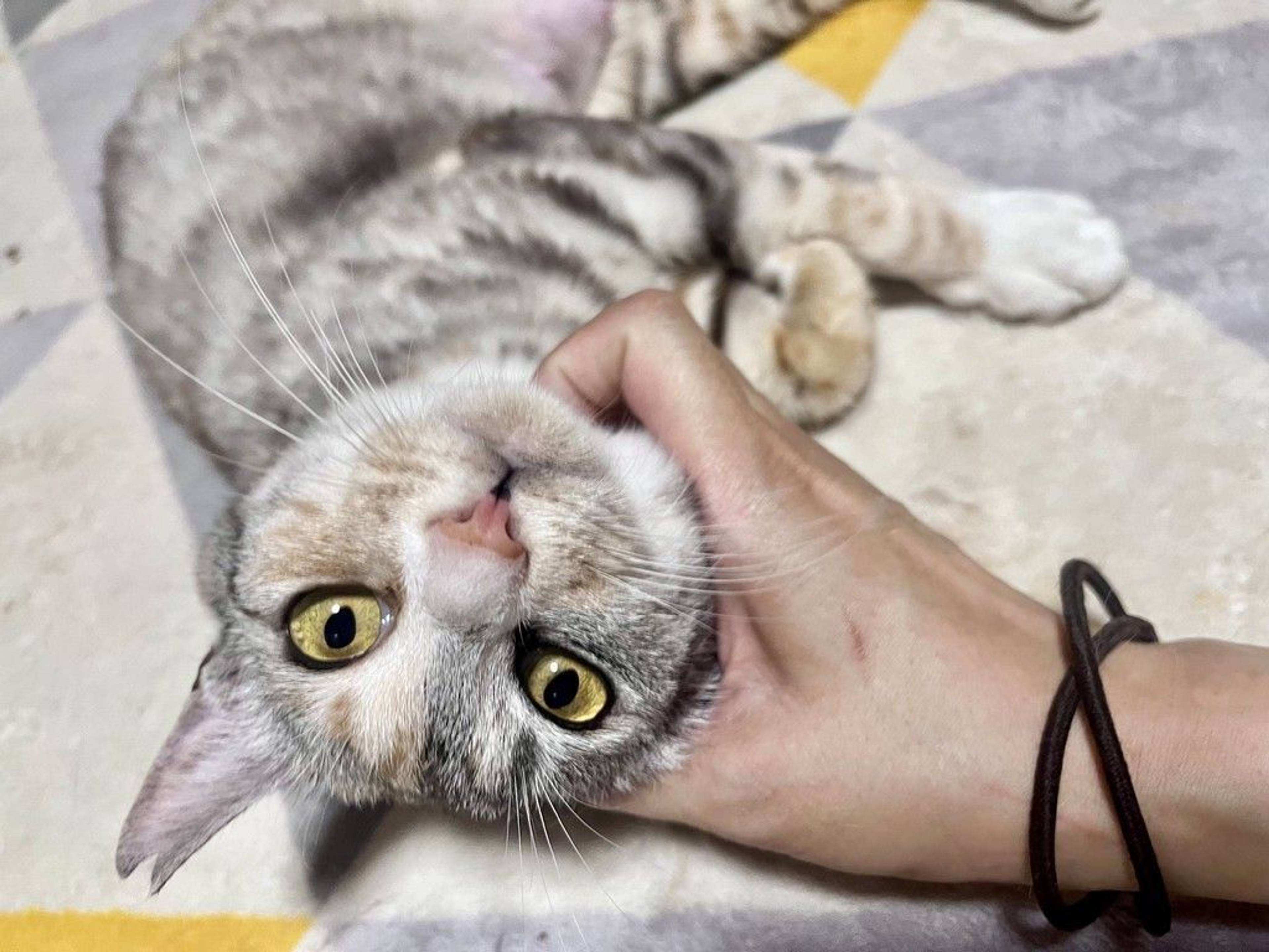 雑種（ミックス猫）・メスの里親募集の写真