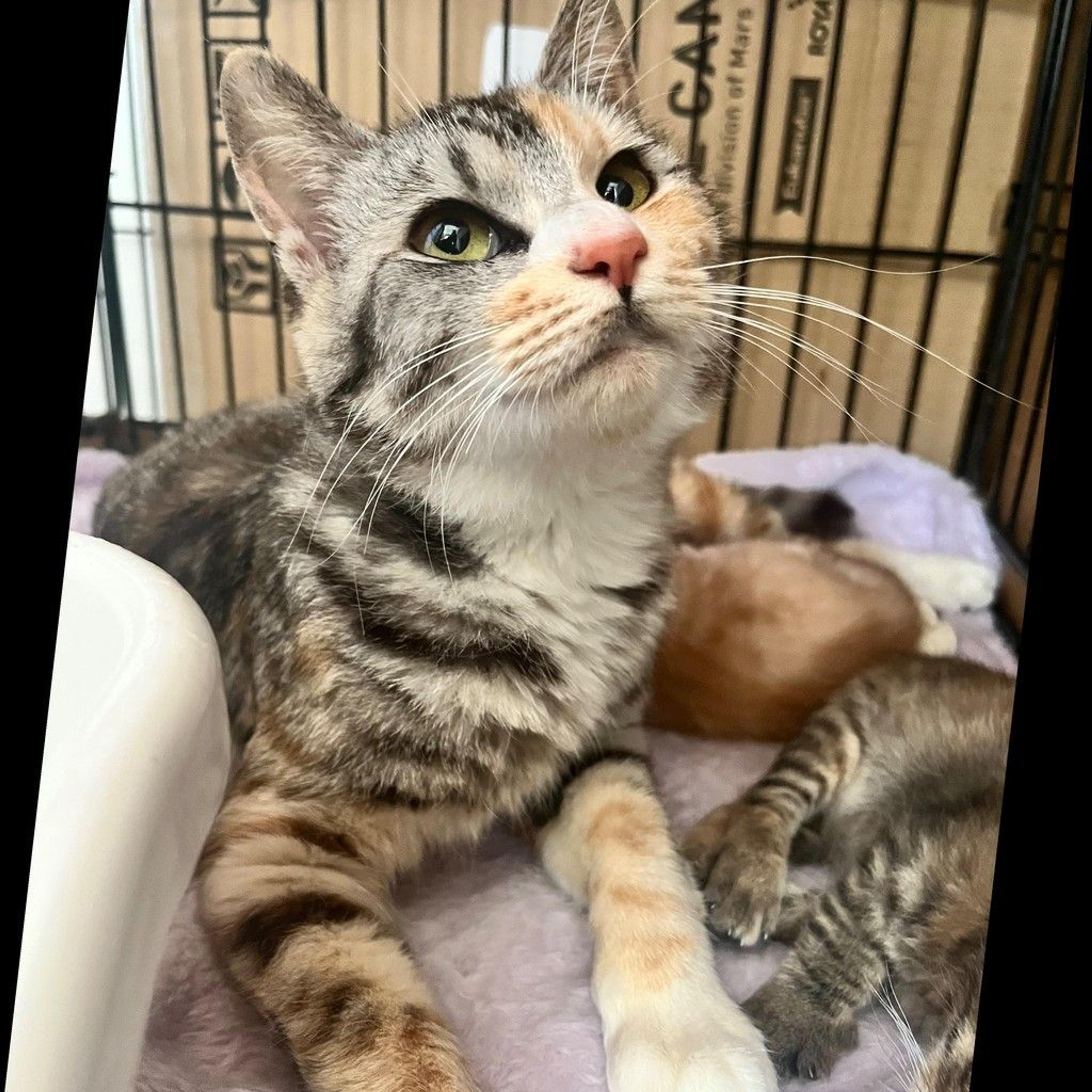 pet-image-2