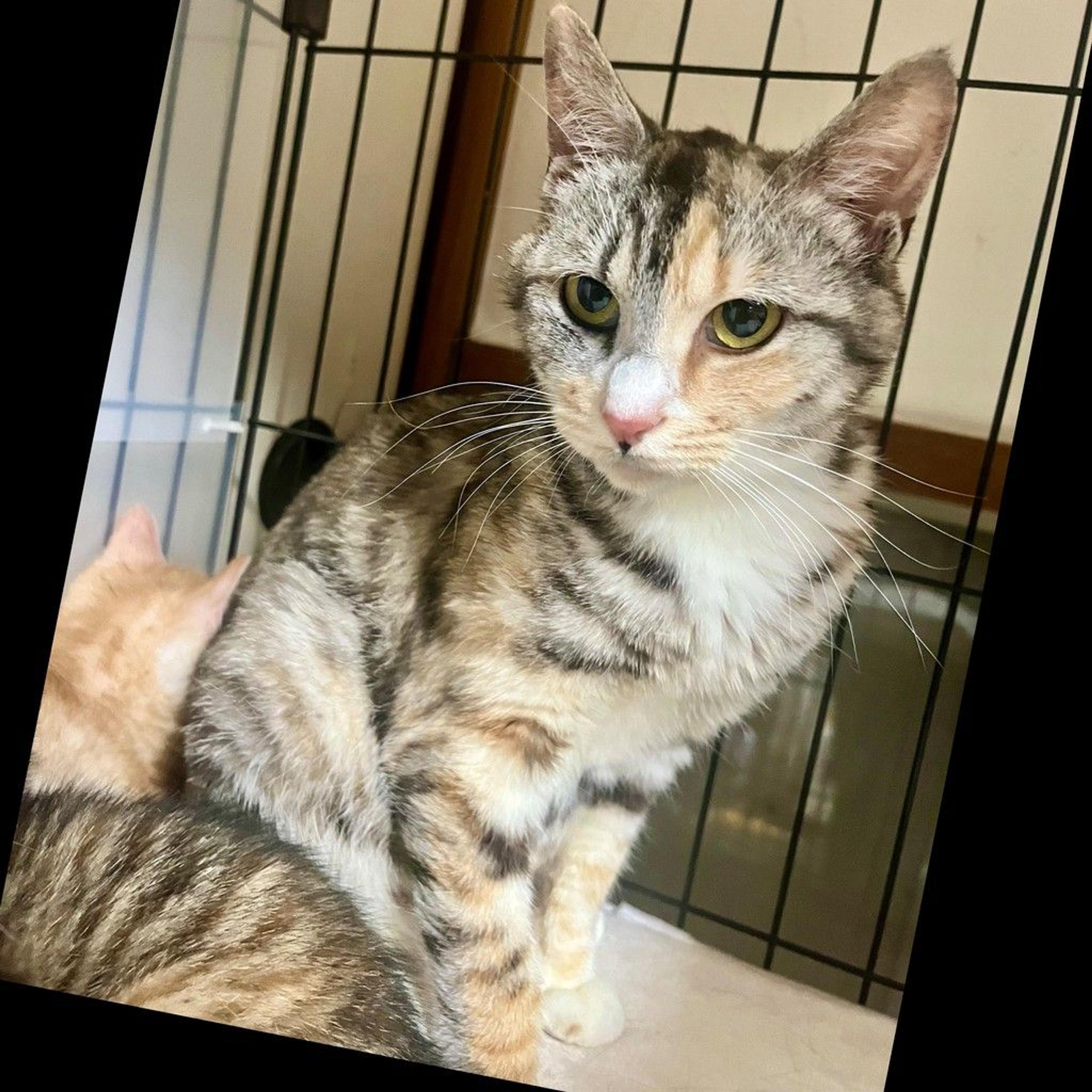 pet-image-5
