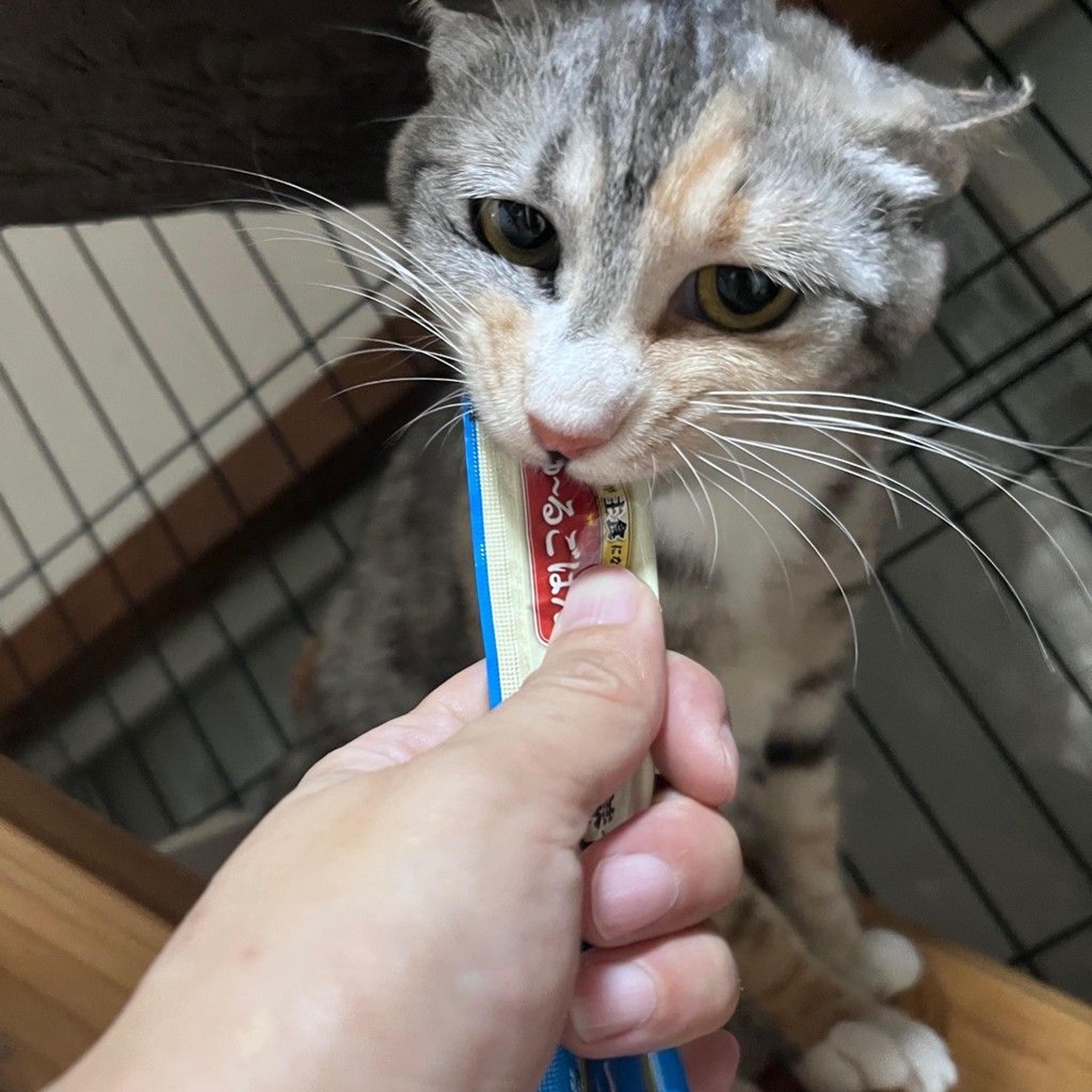 pet-image-8