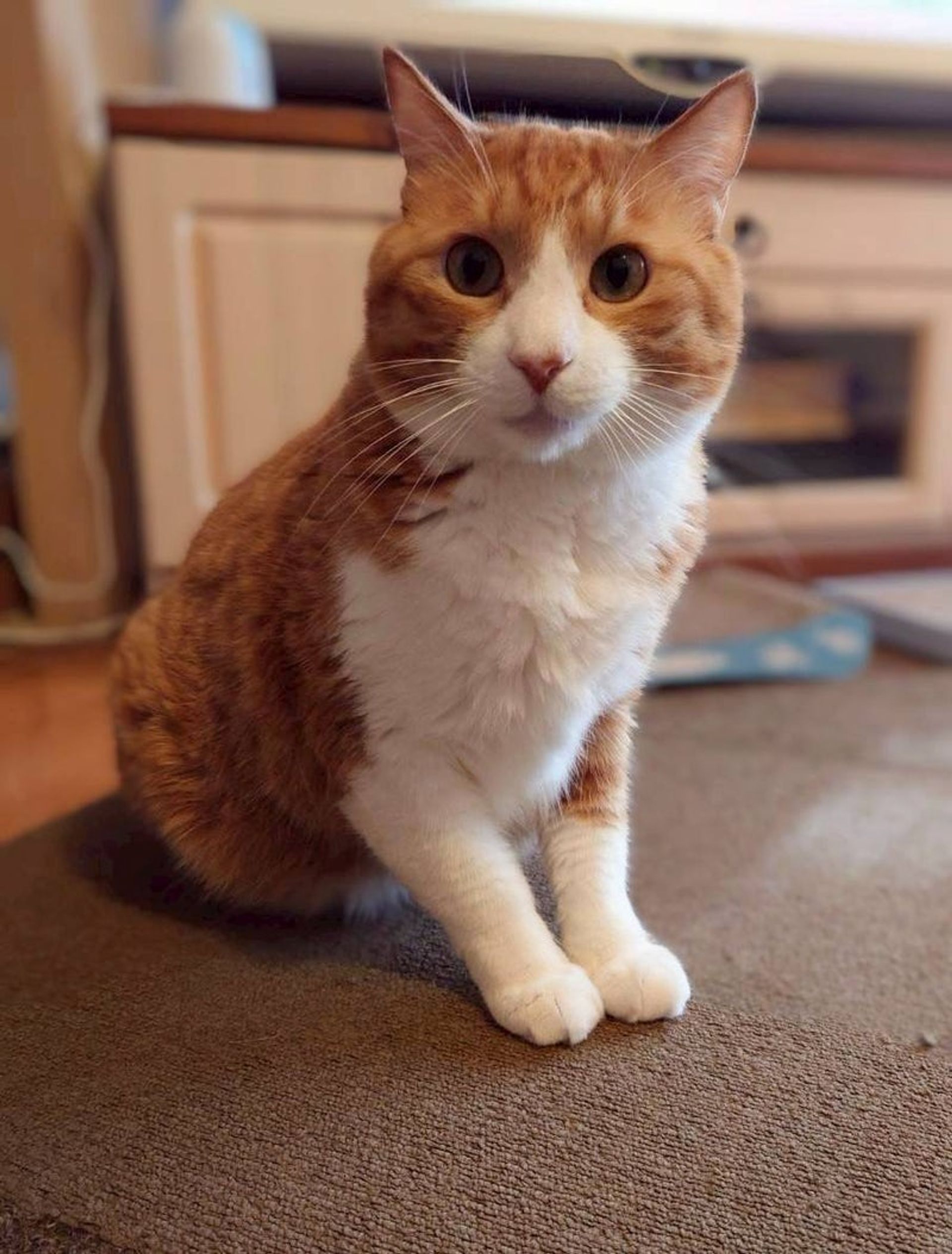 雑種（ミックス猫）・オスの里親募集の写真