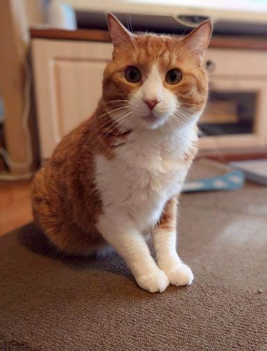 はっさくの写真