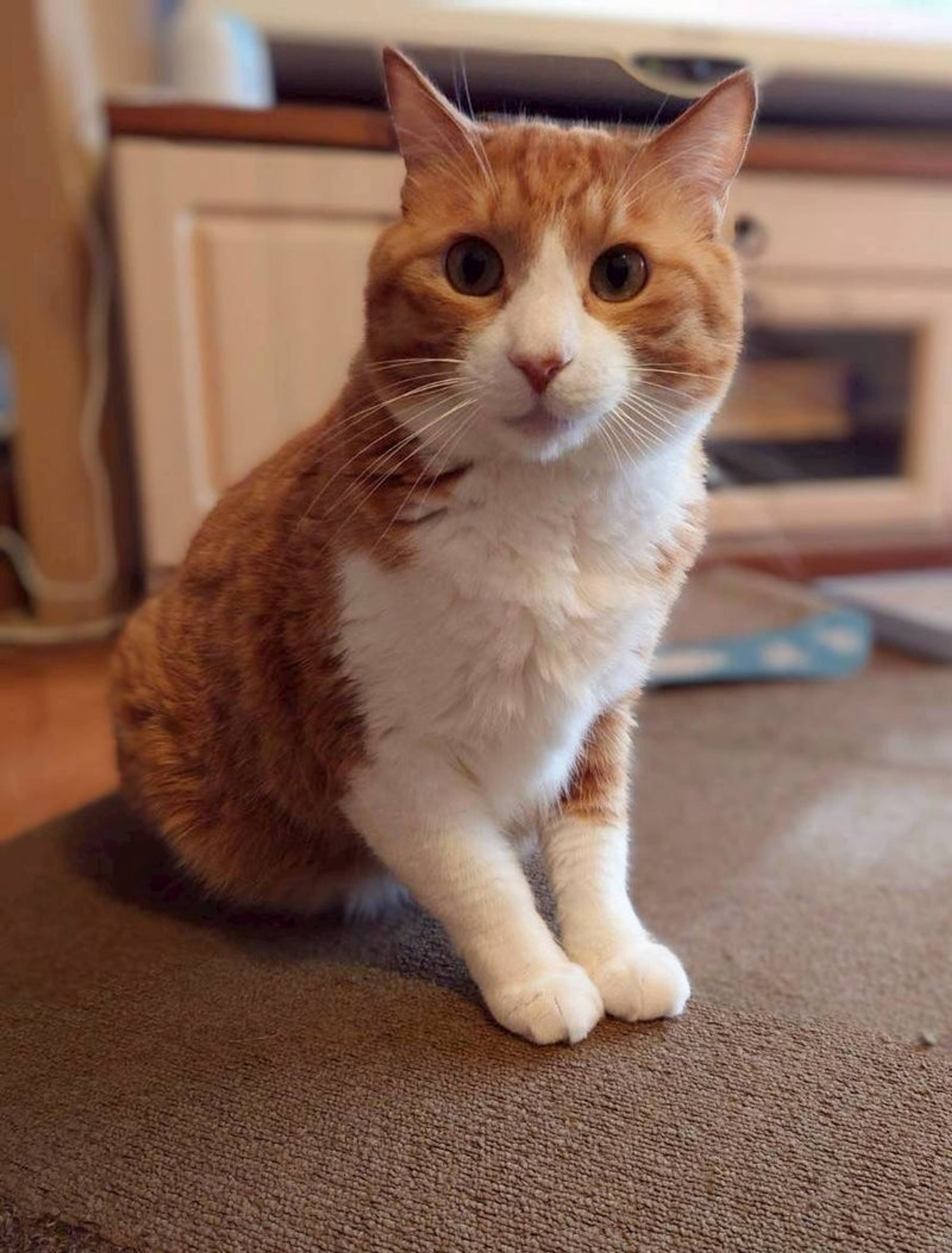 雑種（ミックス猫）・オスの里親募集の写真