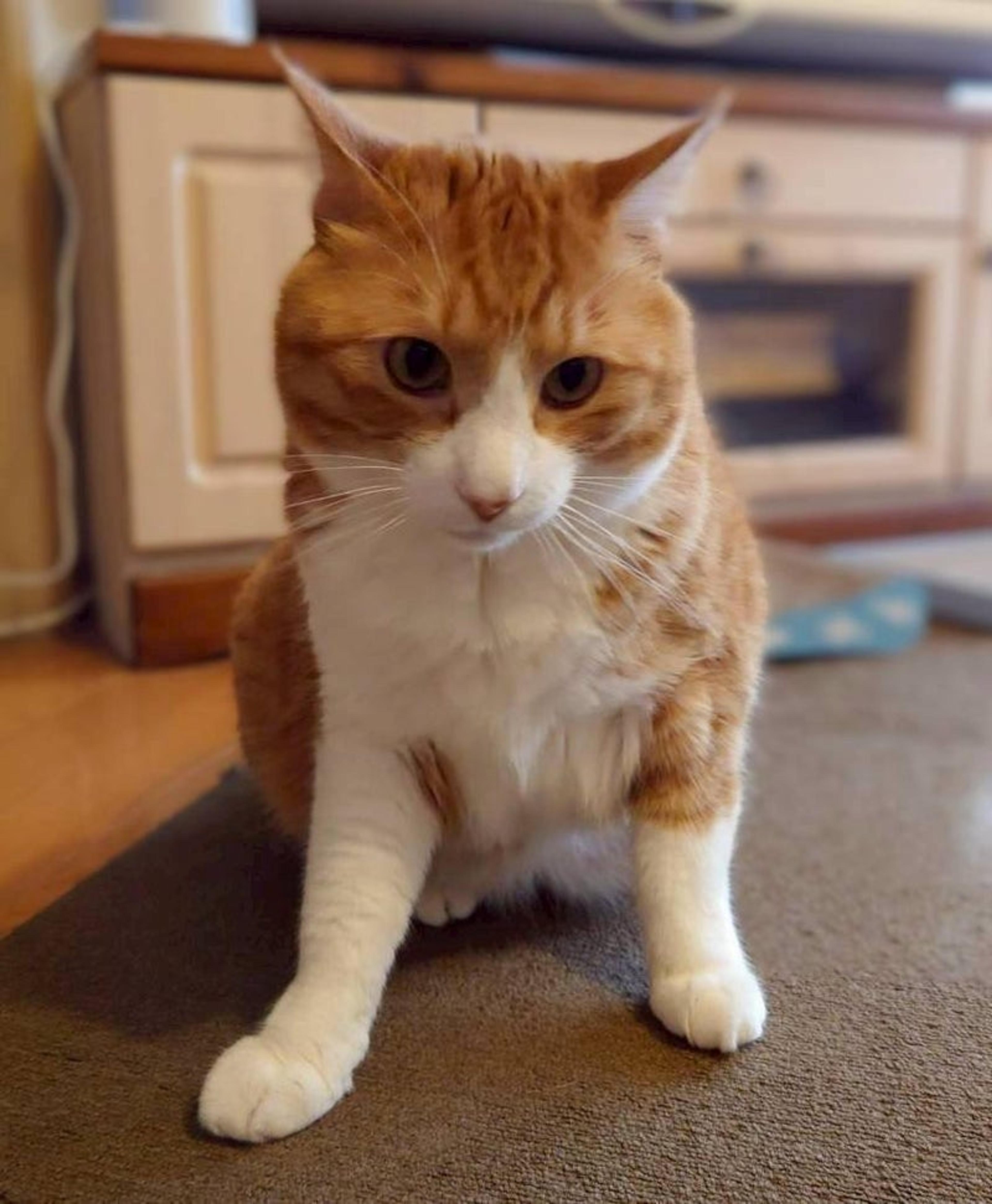 pet-image-2