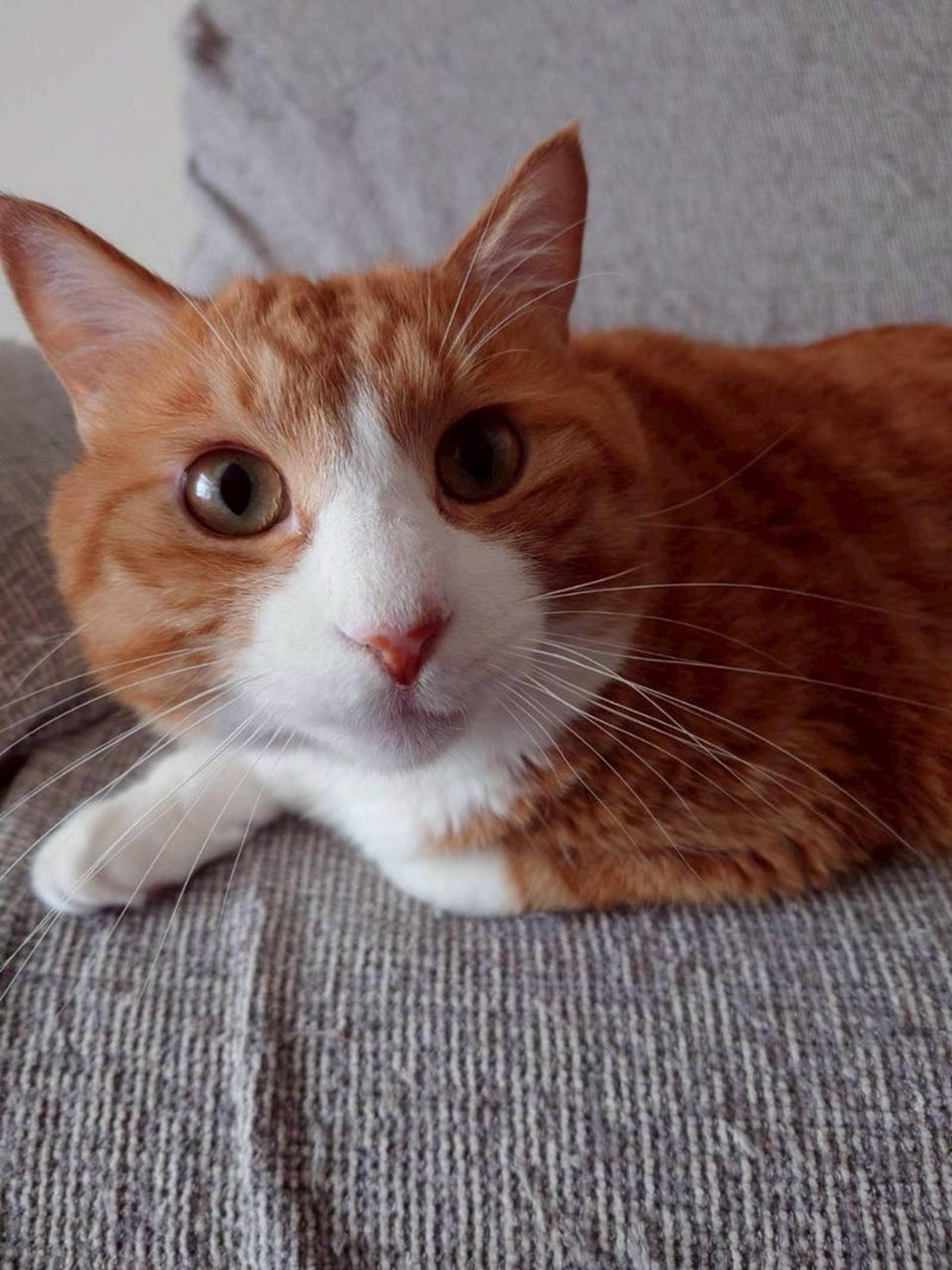 pet-image-3