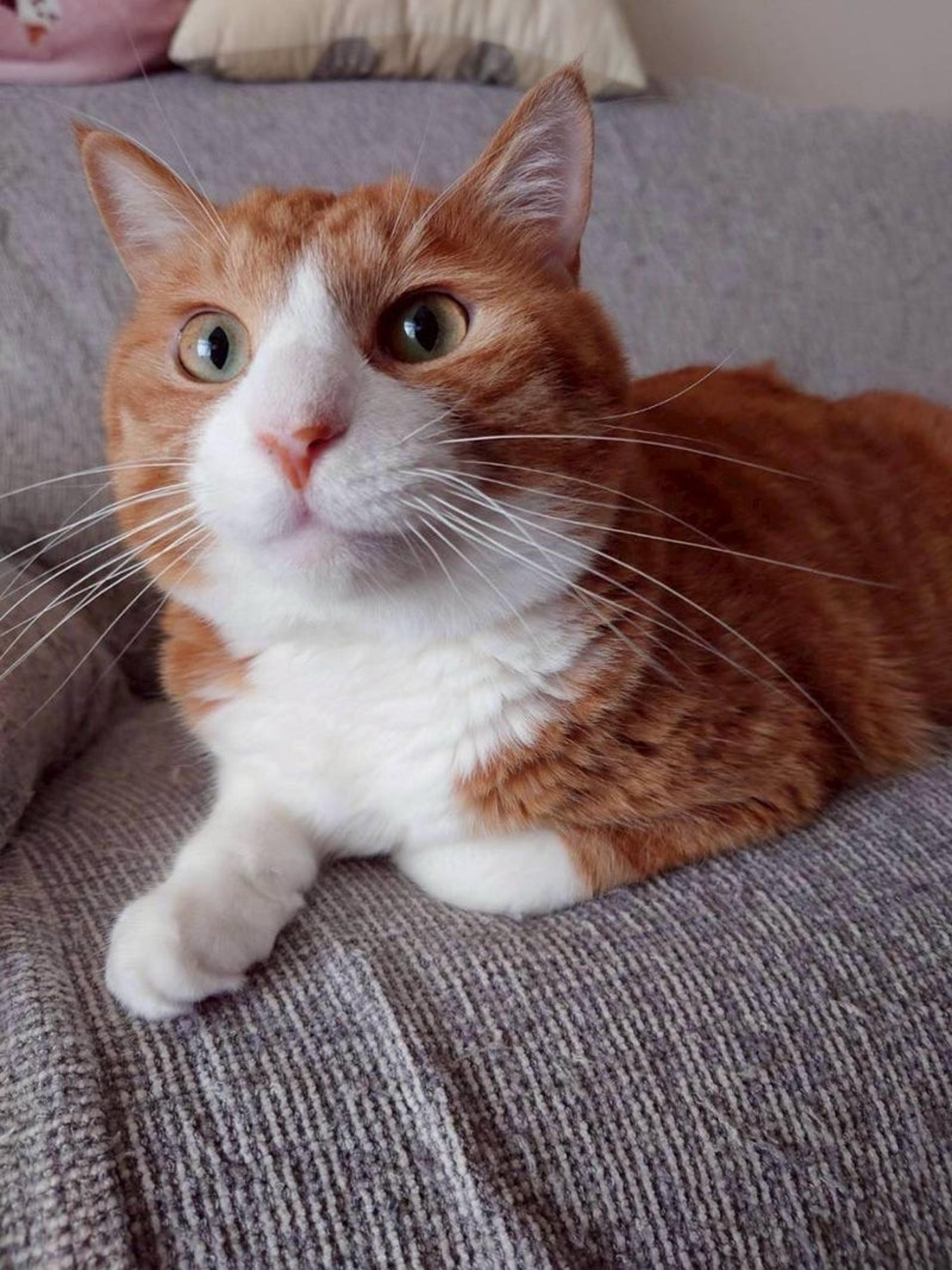 pet-image-4