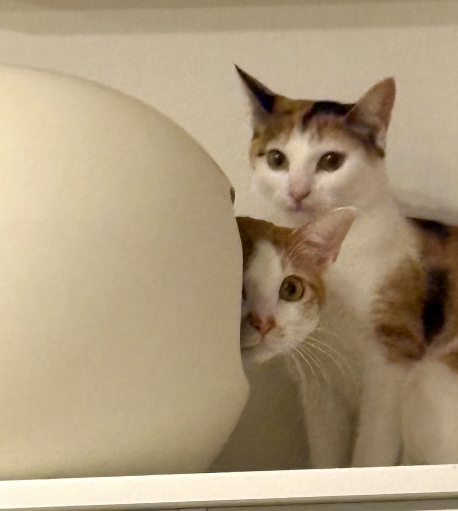 雑種（ミックス猫）・オスの里親募集の写真