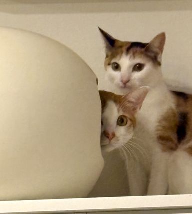 けんしろう&ゆりあの写真