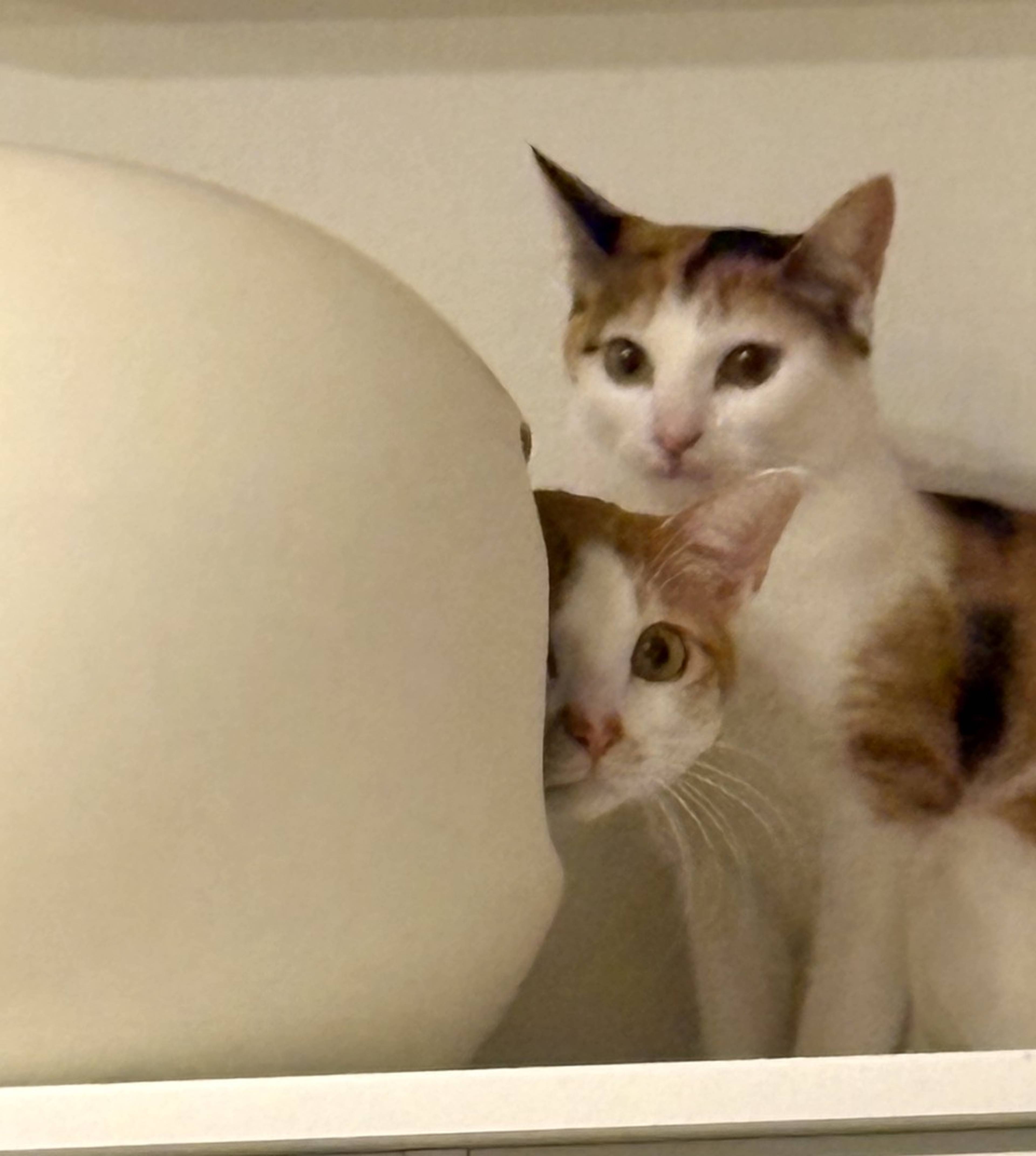 雑種（ミックス猫）・オスの里親募集の写真