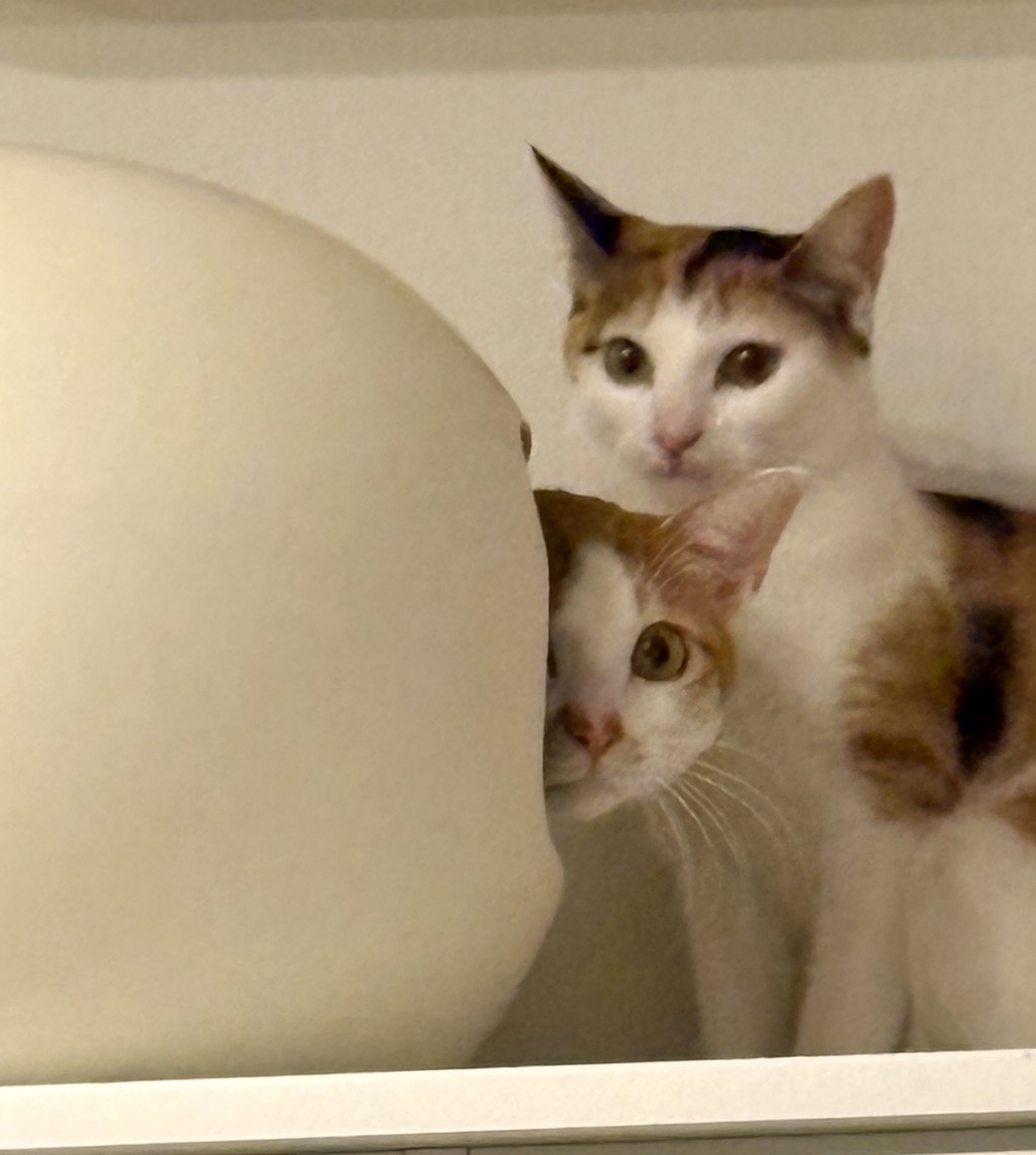 雑種（ミックス猫）・オスの里親募集の写真